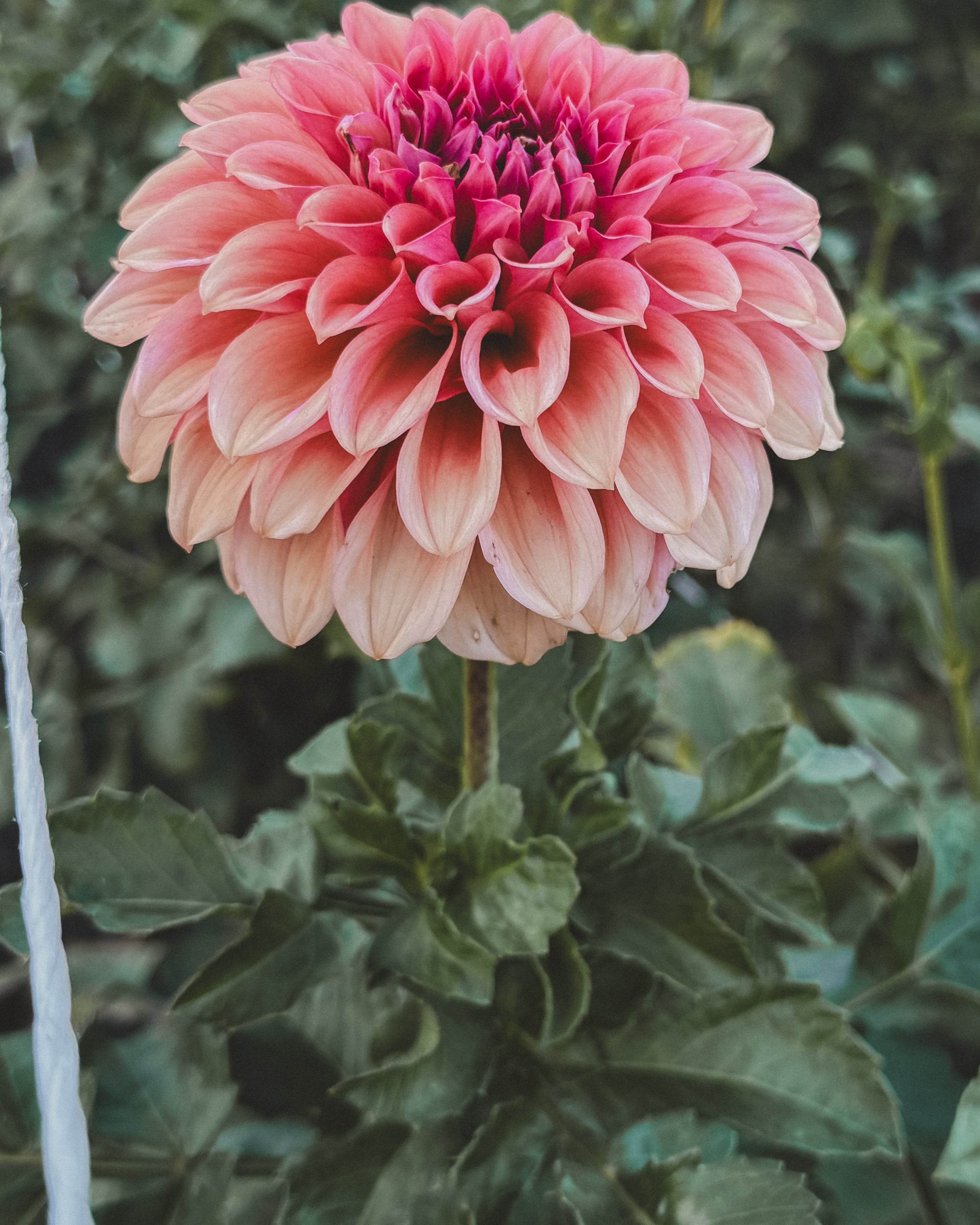 Pink flower with green leaves in the background
