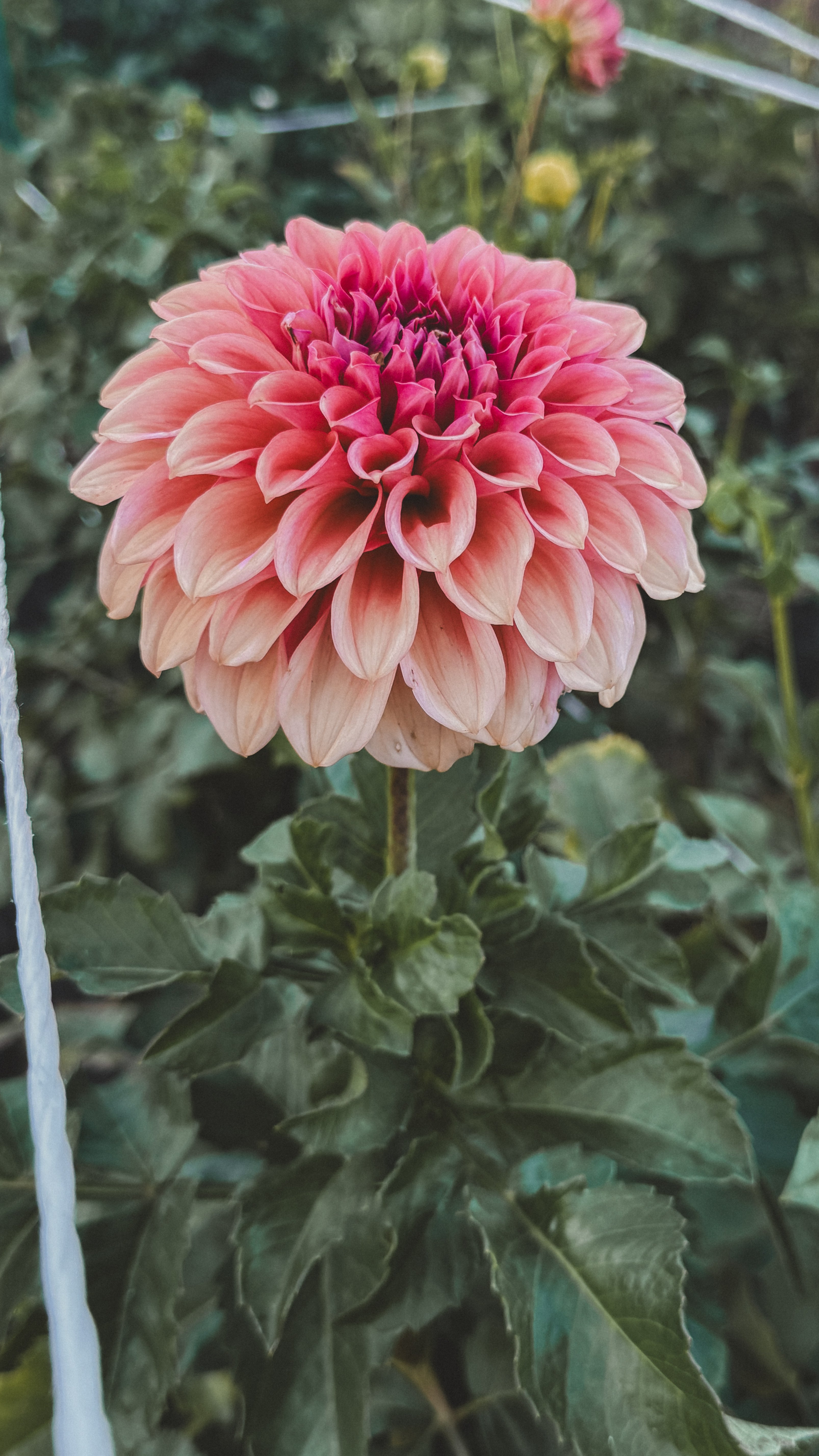 Pink flower with green leaves in the background
