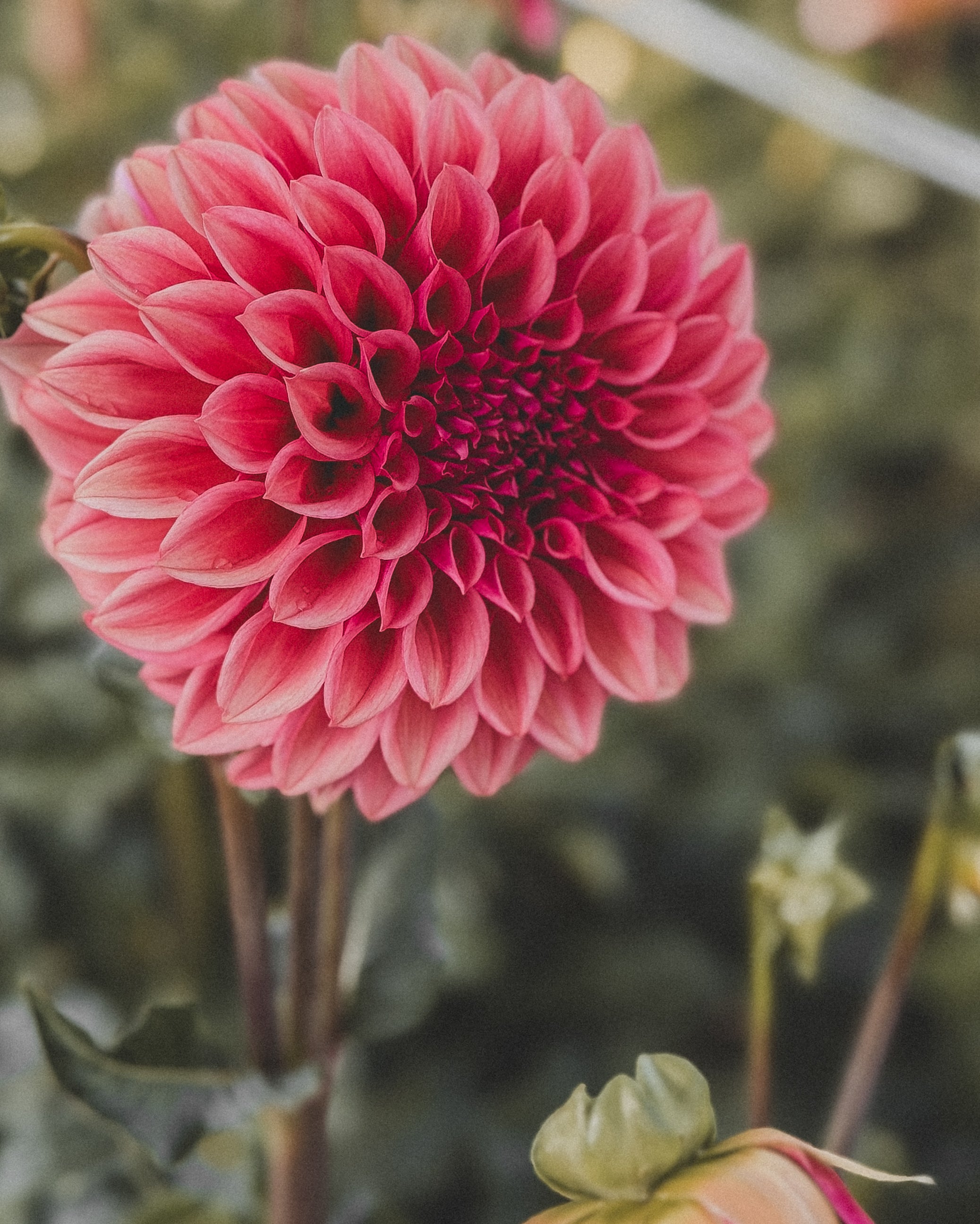 Close-up of a pink flower with a blurred background