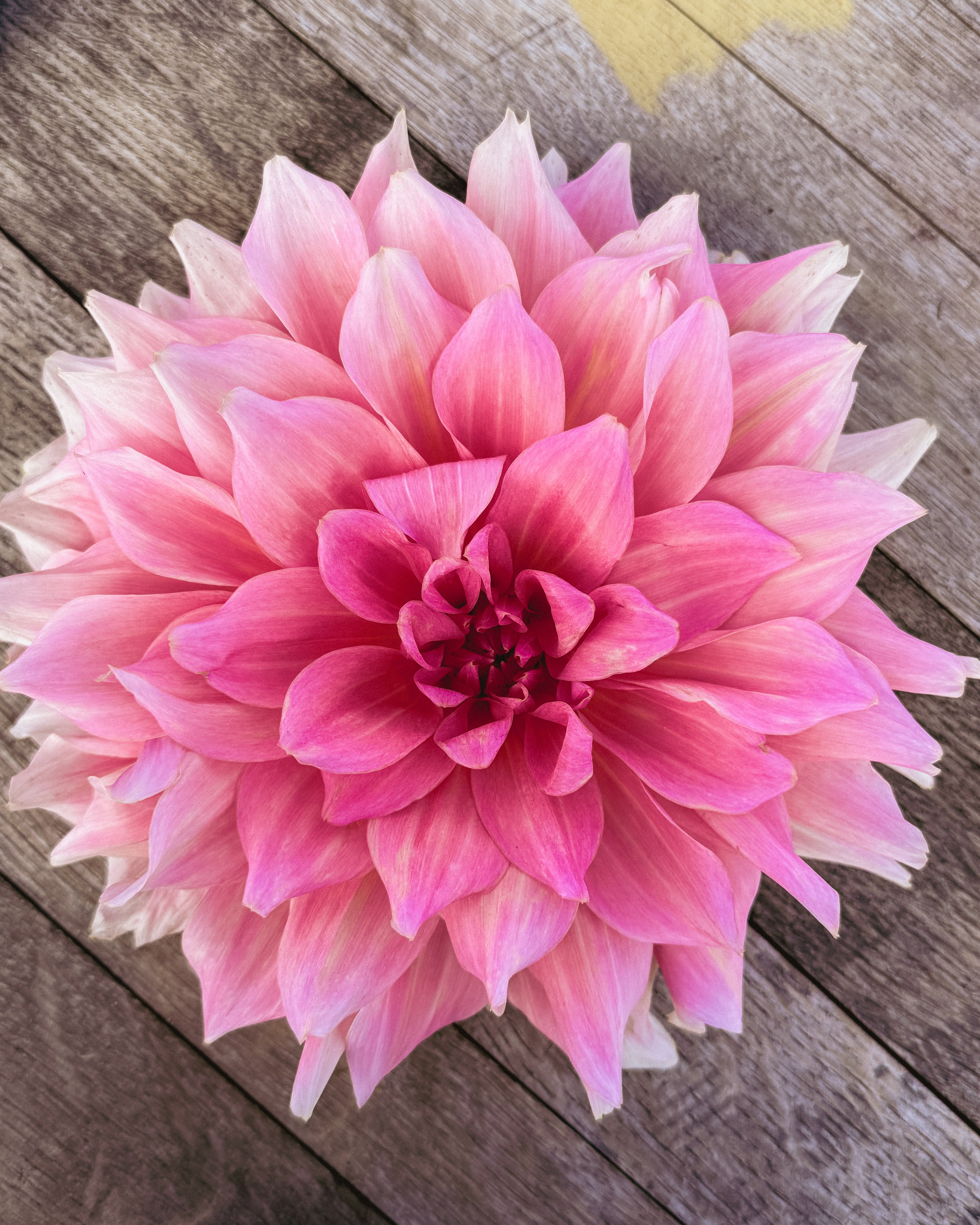 Pink flower on a wooden surface