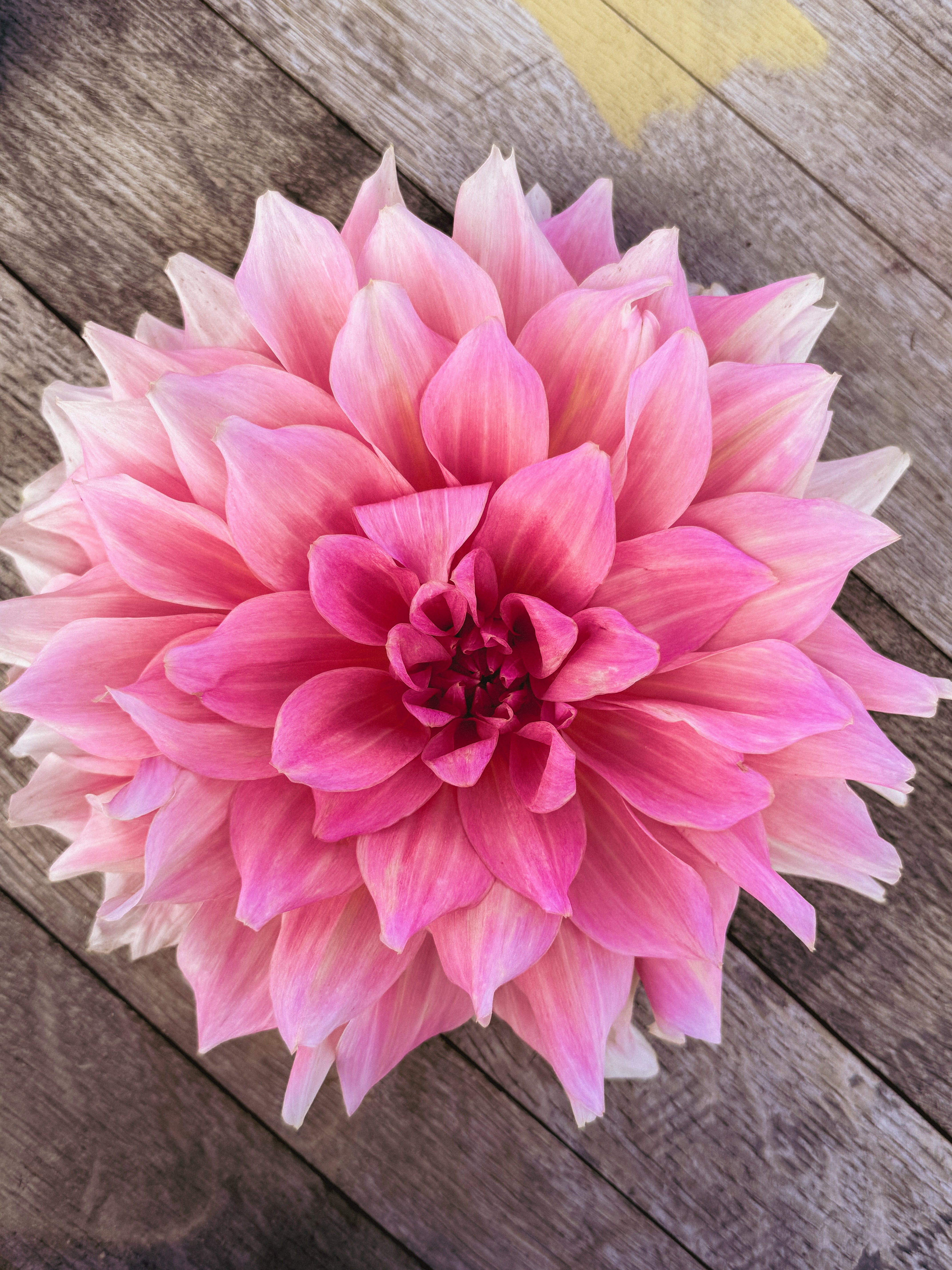 Pink flower on a wooden surface