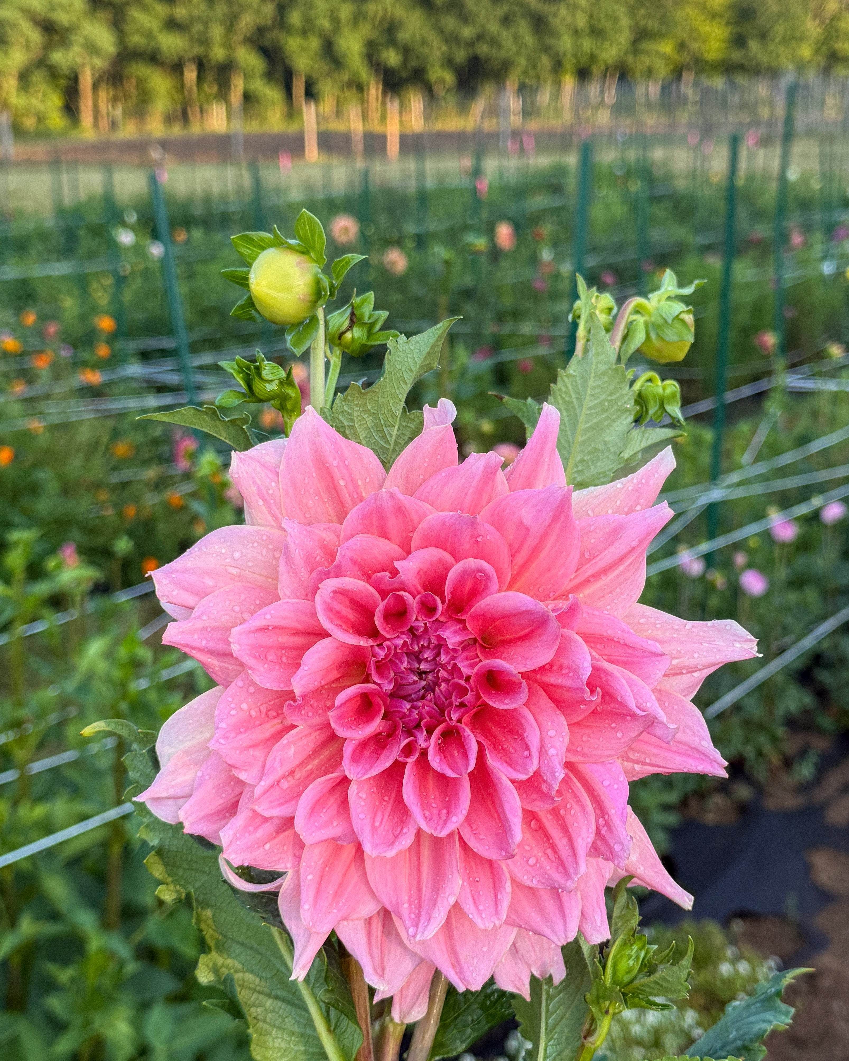 Pink flower in a field with greenery and a fence in the background
