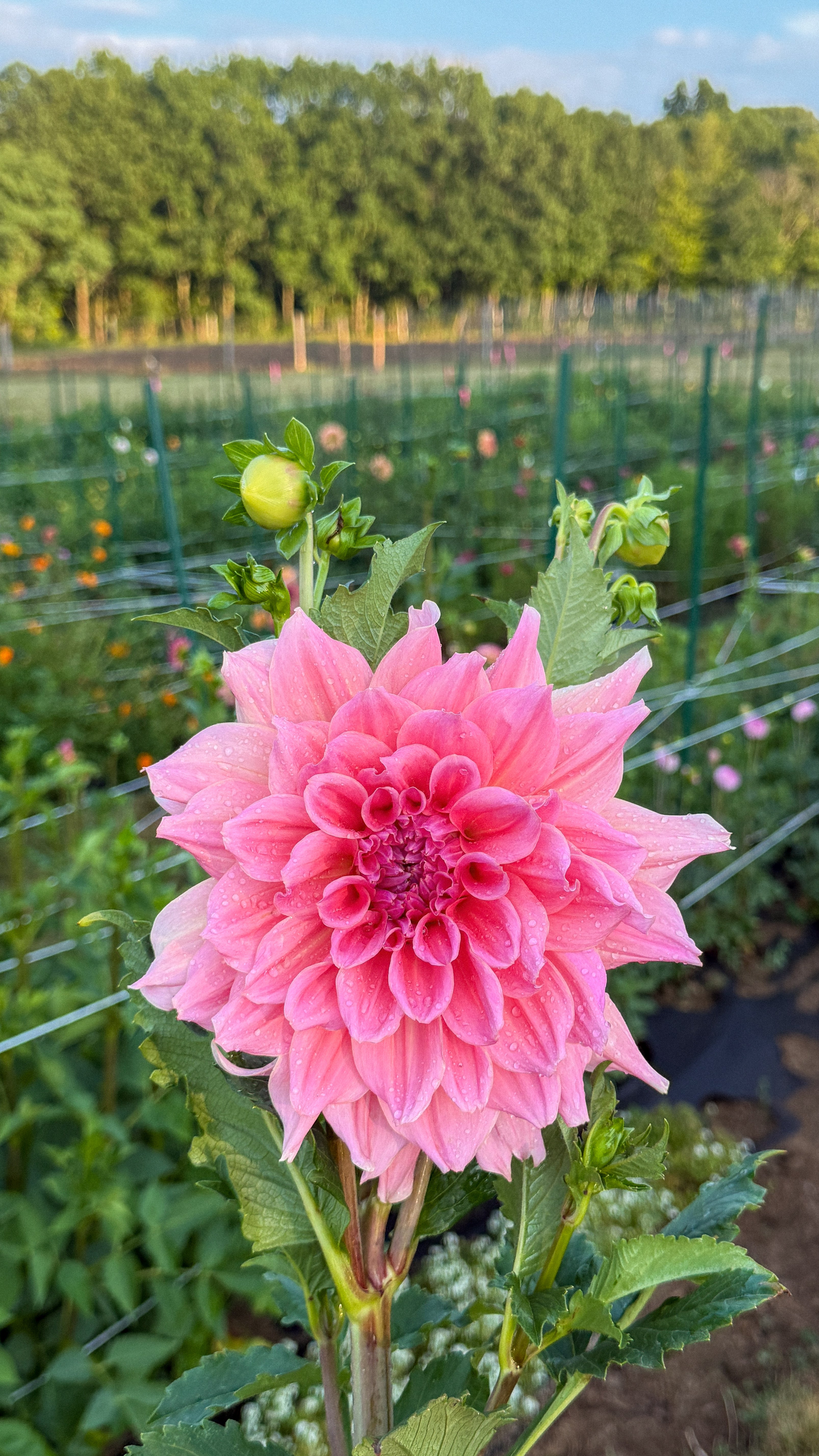 Pink flower in a field with greenery and a fence in the background