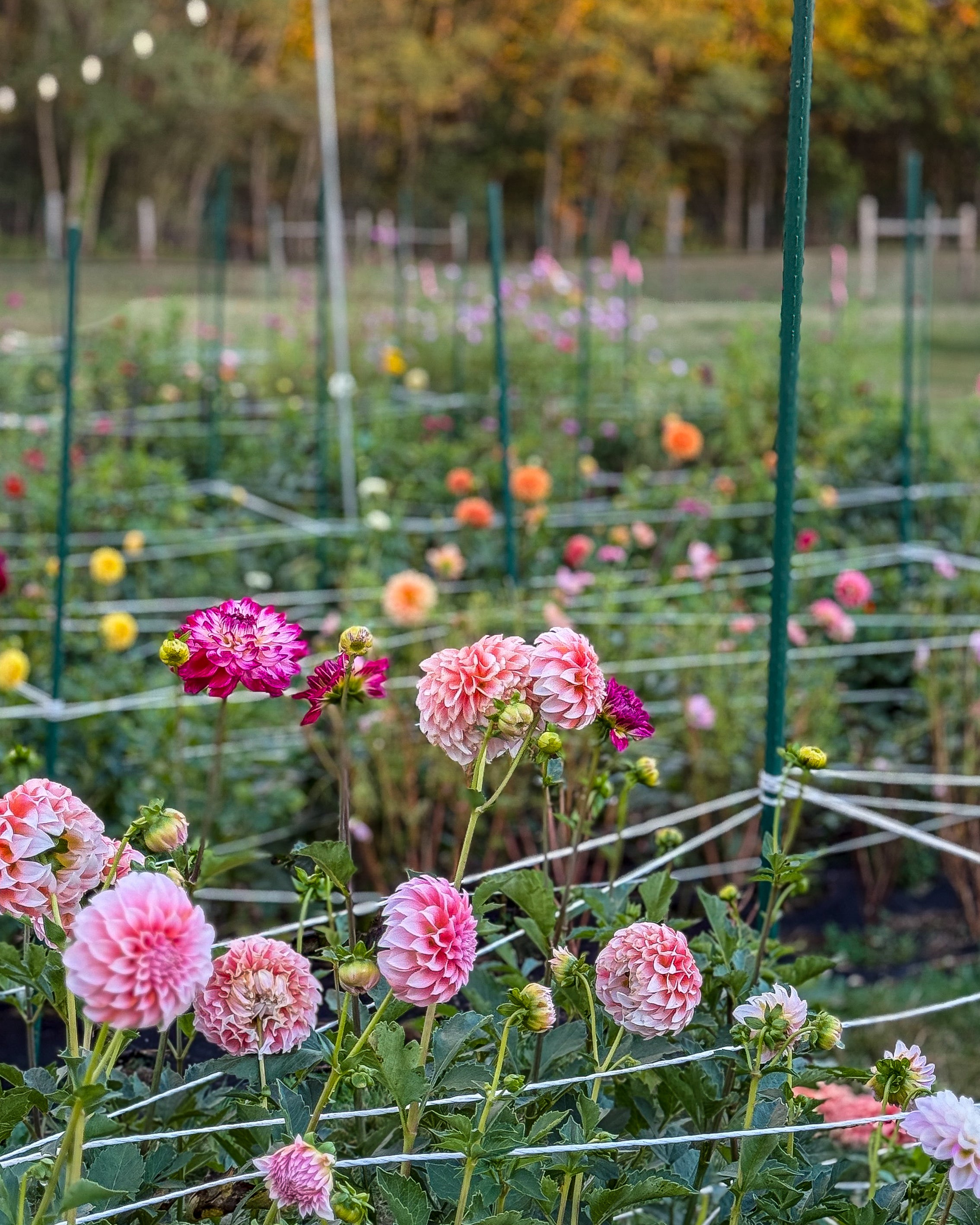 Garden with pink and white flowers under a clear blue sky