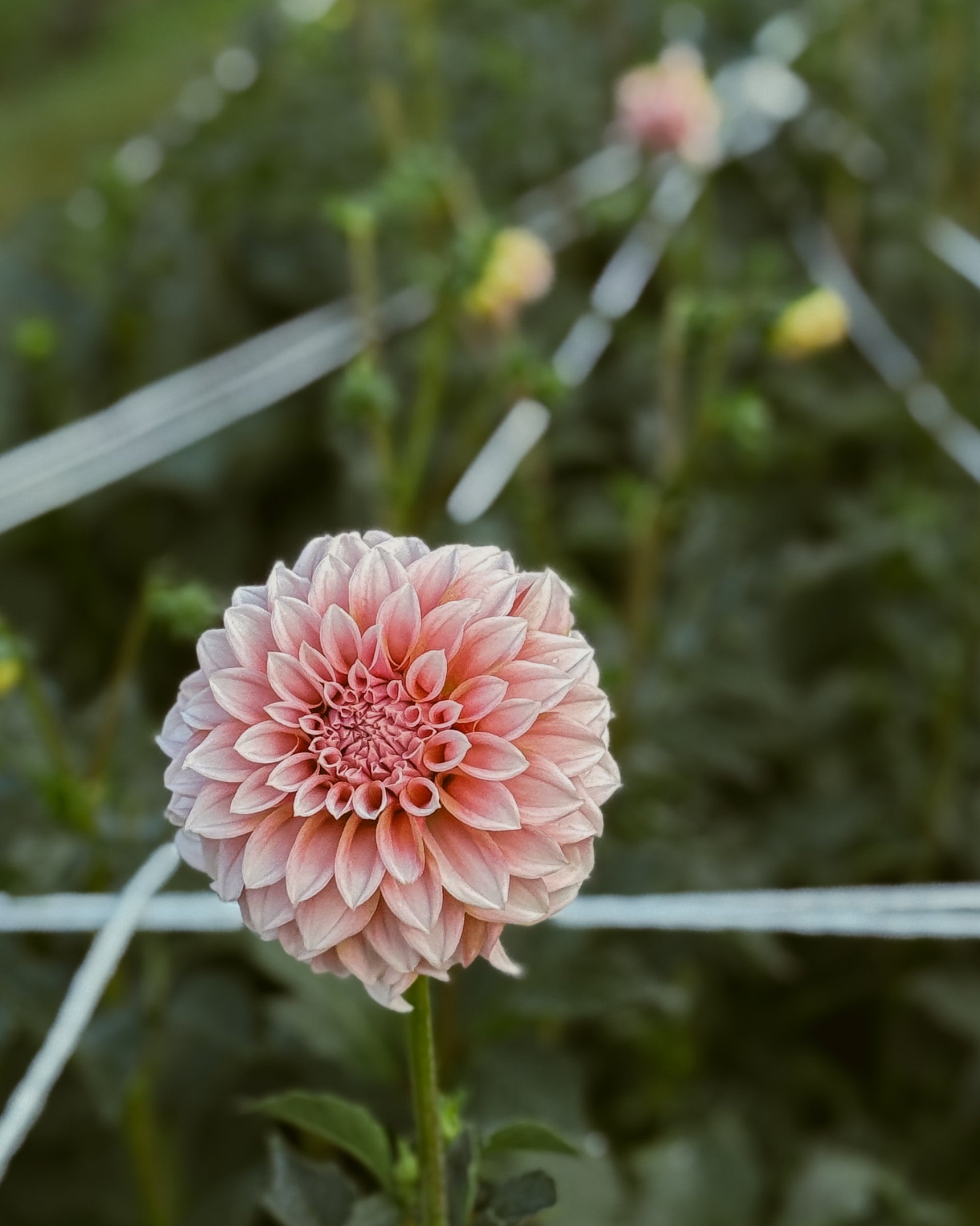 Pink flower with green leaves on a blurred natural background