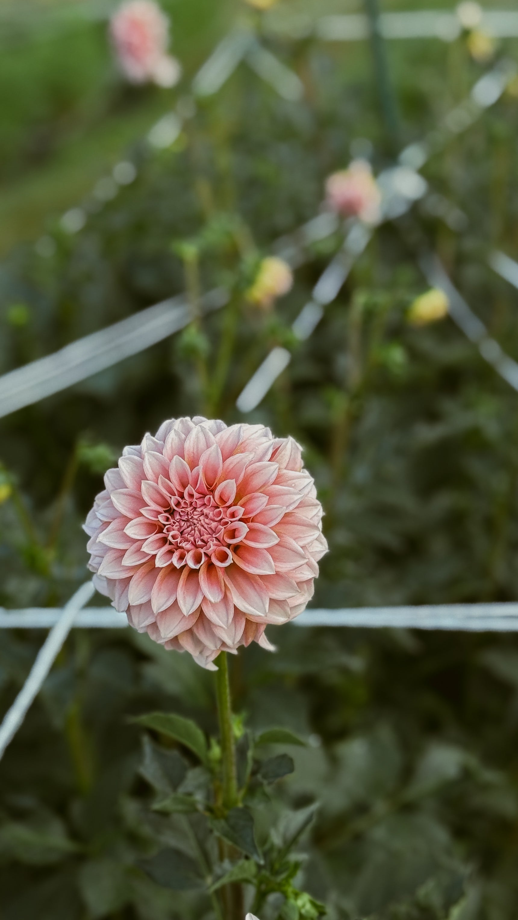 Pink flower with green leaves on a blurred natural background