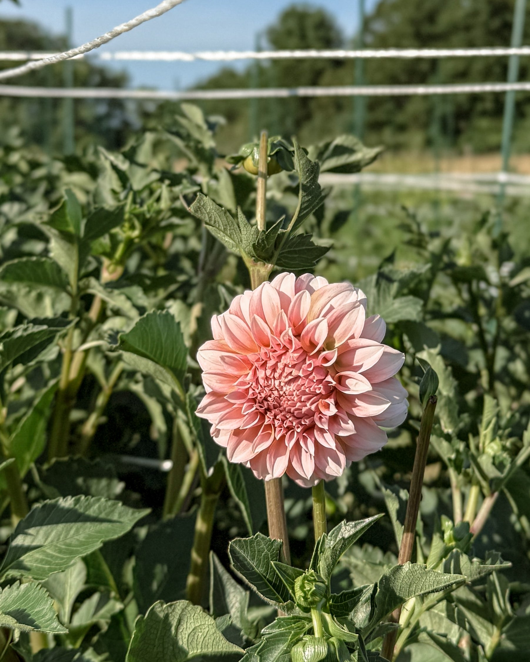 Pink flower in a field with greenery and a fence in the background