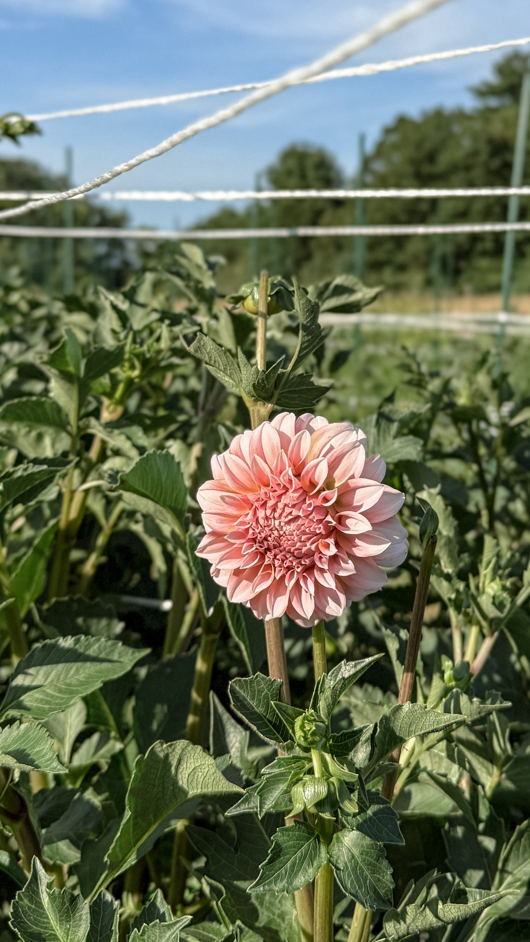 Pink flower in a field with greenery and a fence in the background