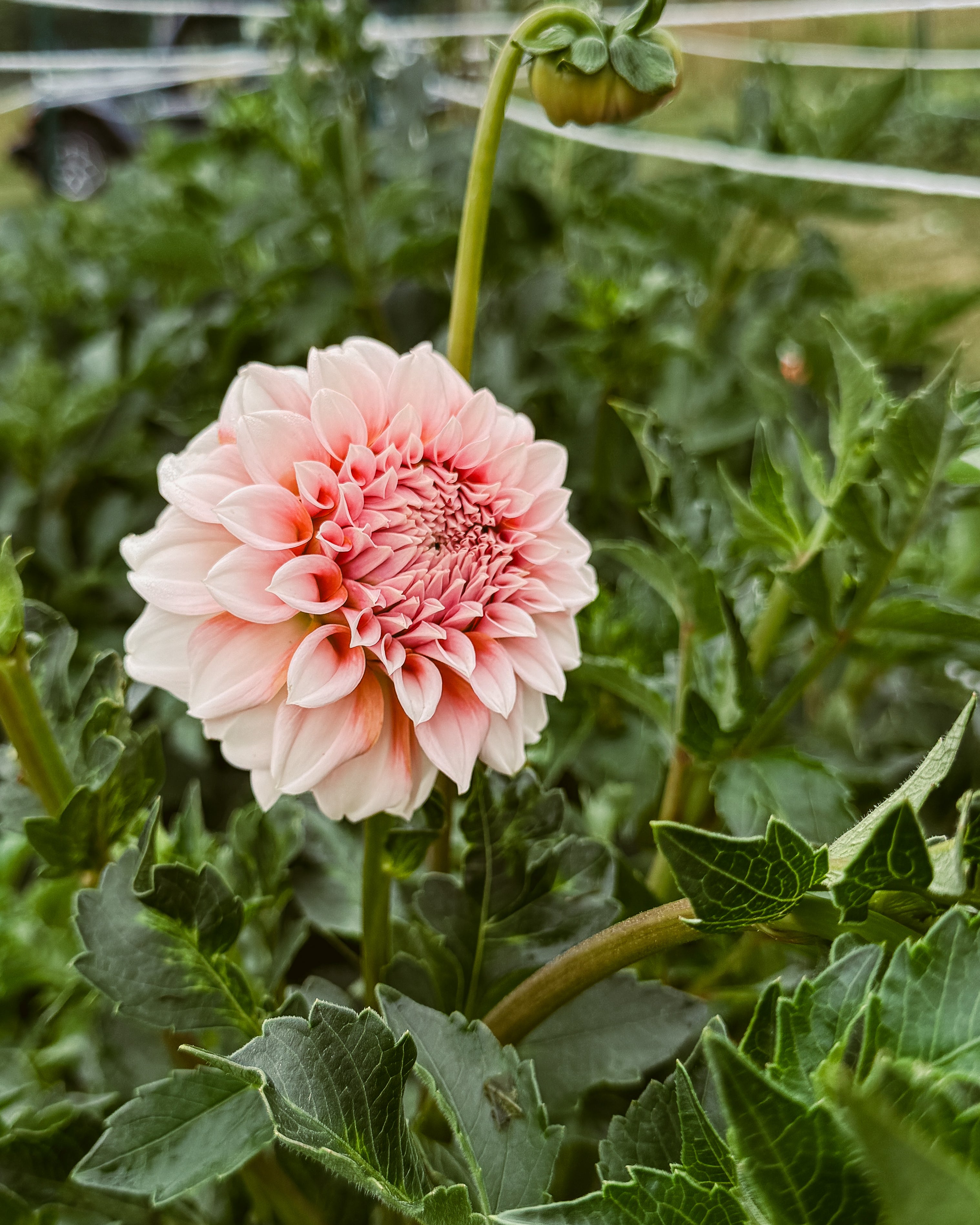 Pink flower with green leaves in a greenhouse setting