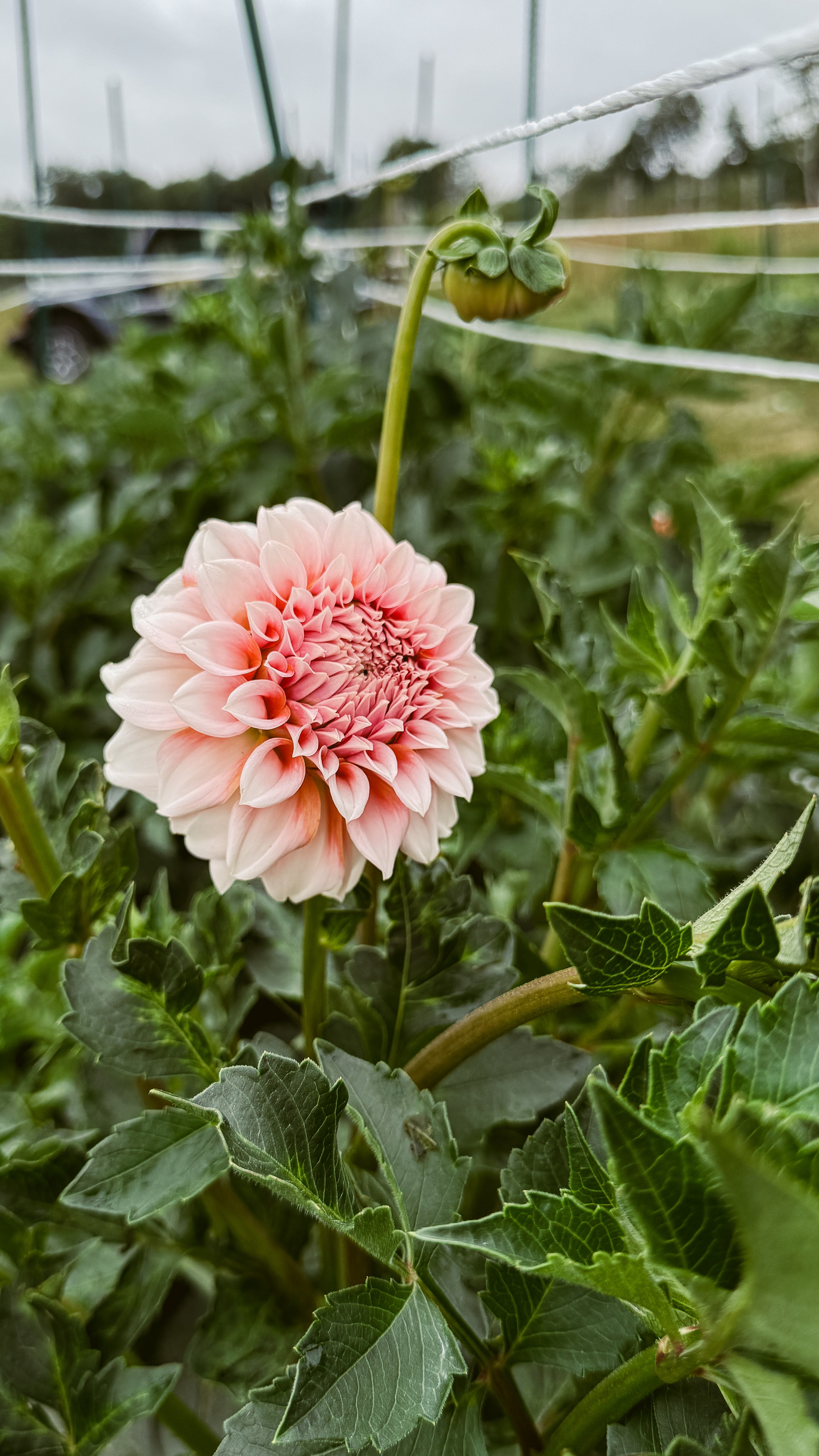 Pink flower with green leaves in a greenhouse setting