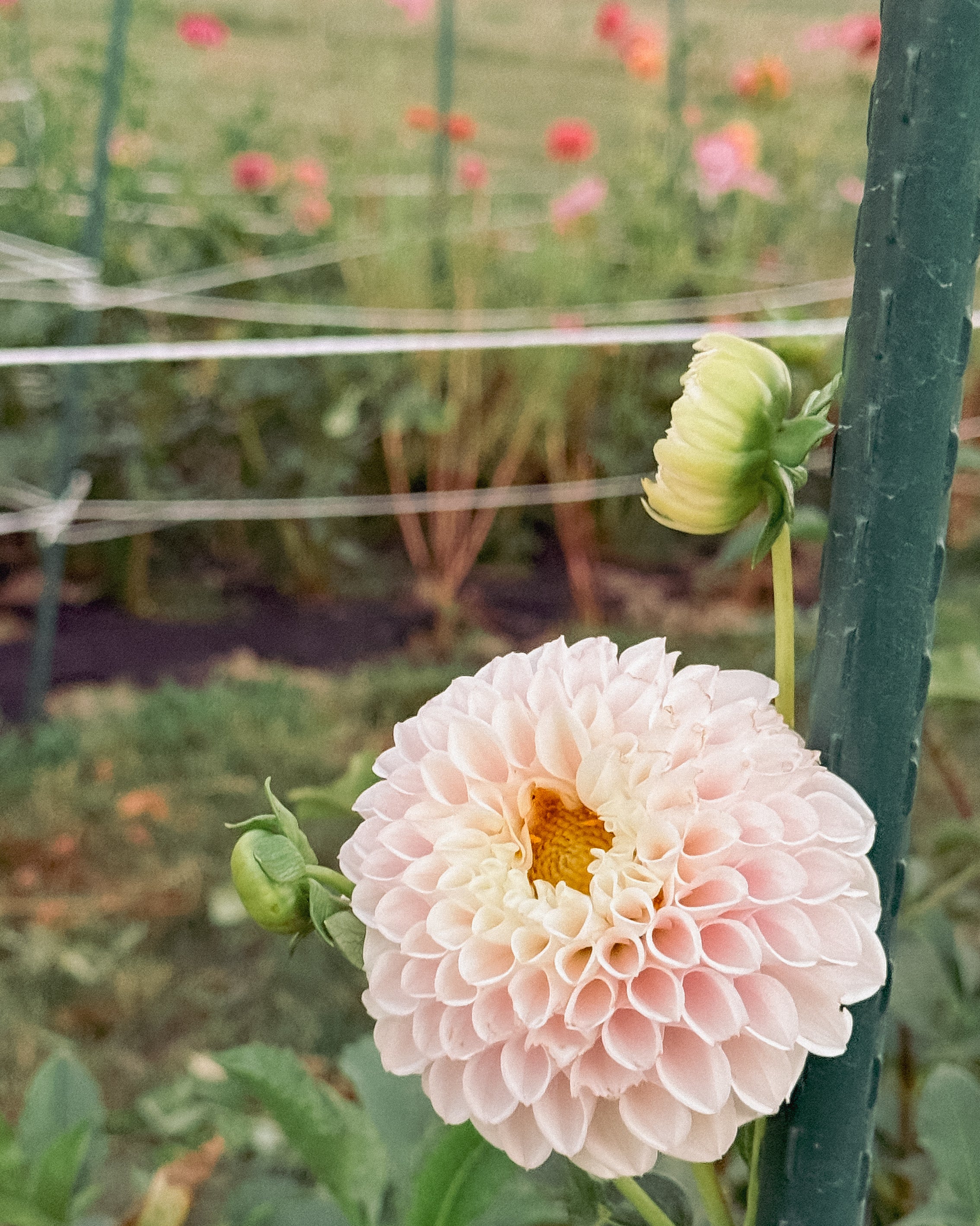 Pink flower with a green garden in the background