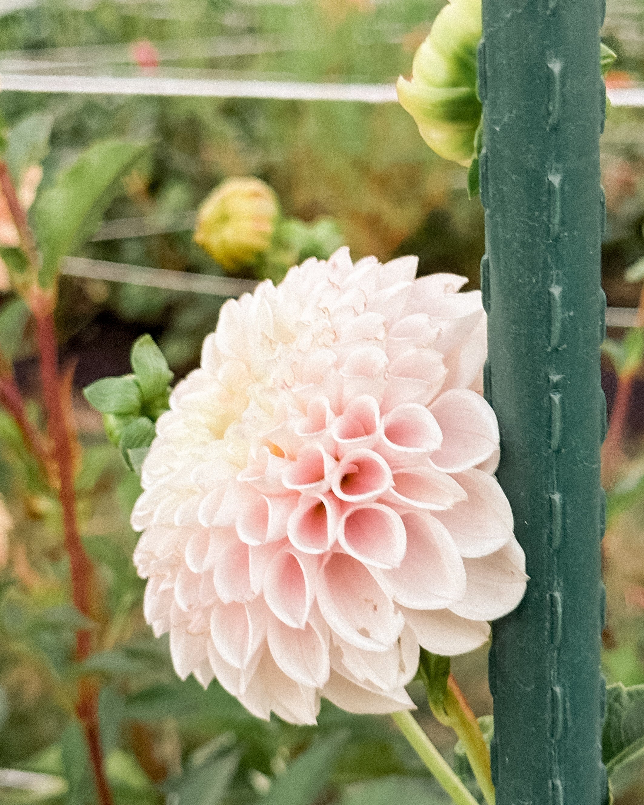 Pink flower in a garden setting with greenery