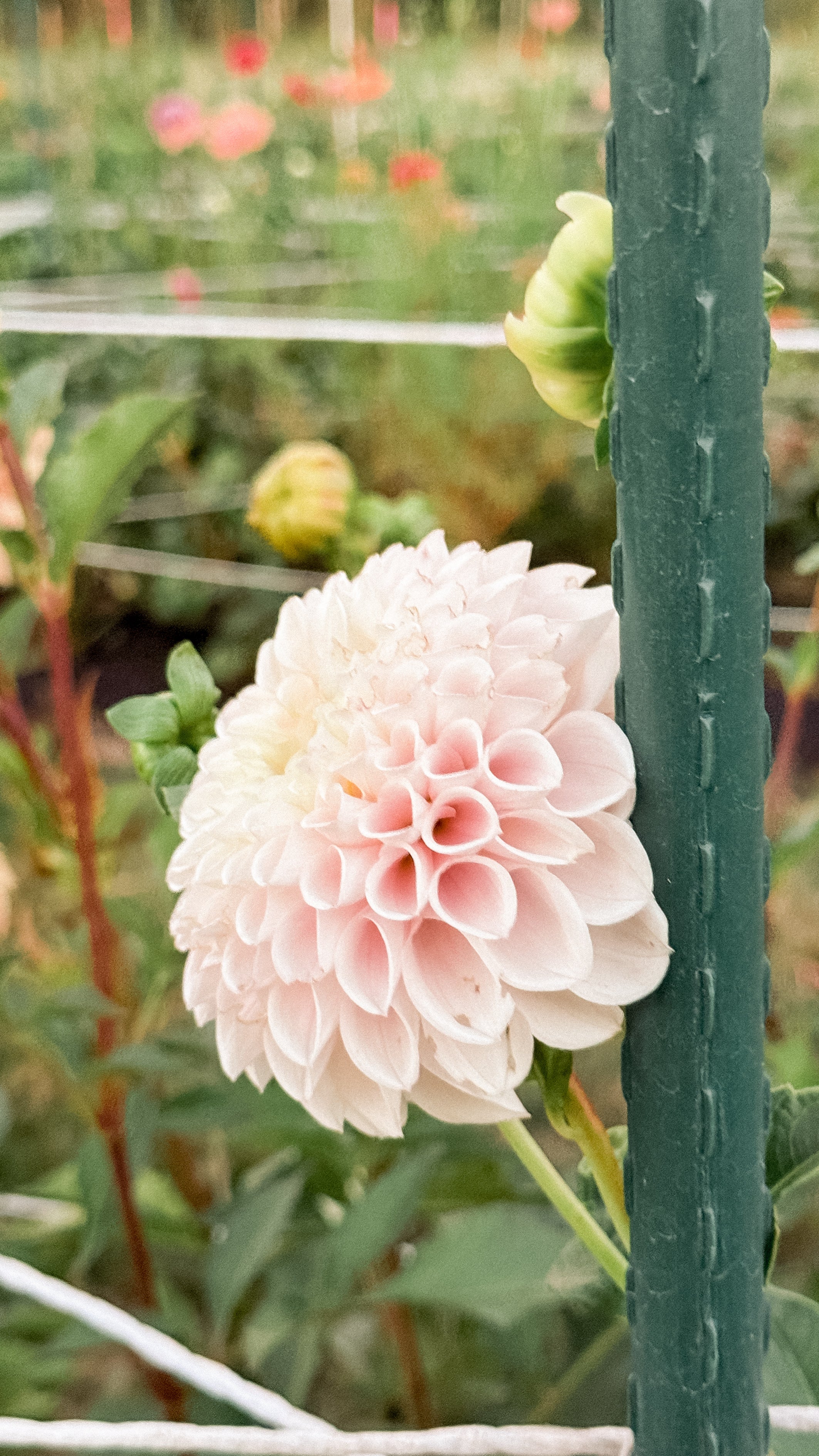 Pink flower in a garden setting with greenery
