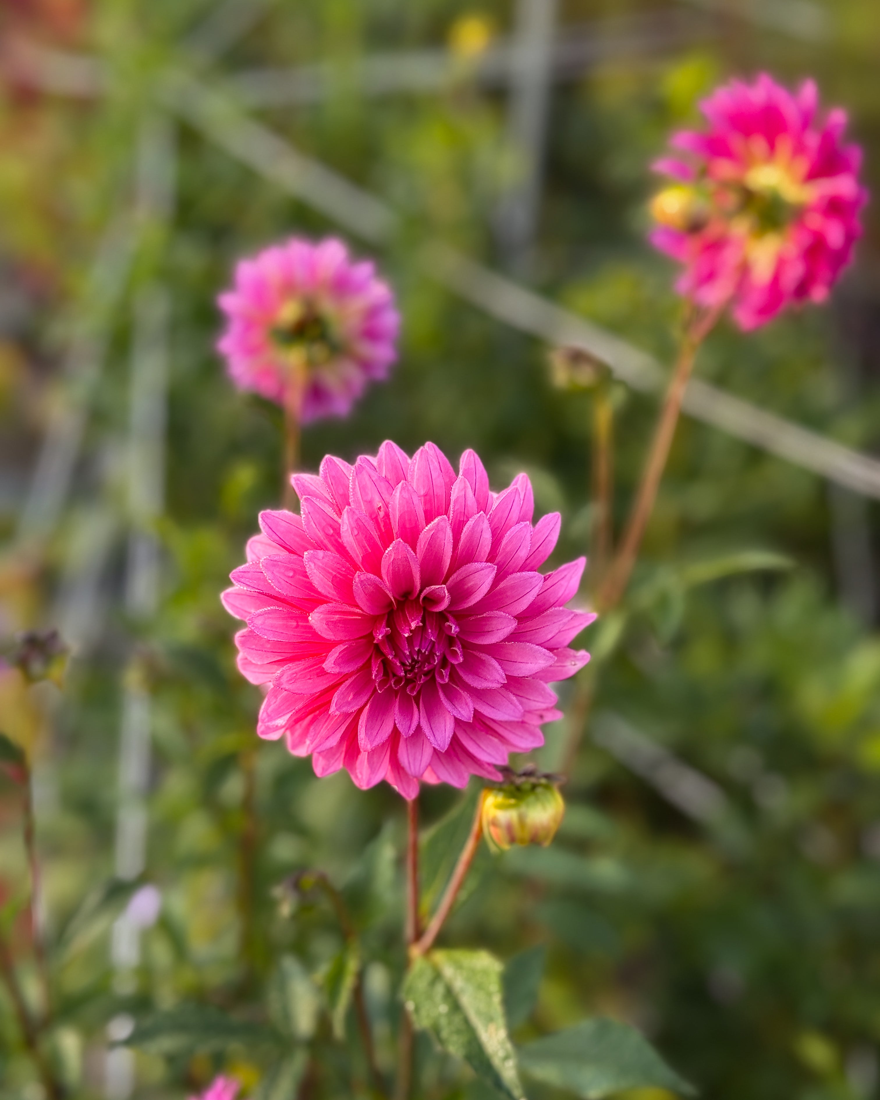 Pink dahlia flowers with a blurred green background