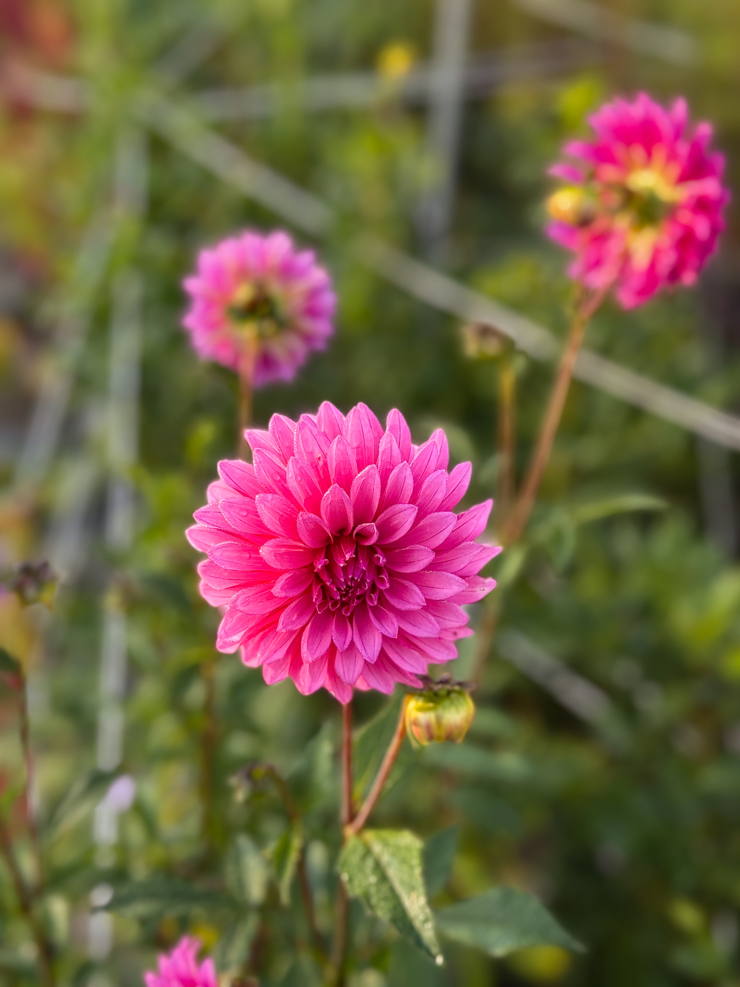 Pink dahlia flowers with a blurred green background