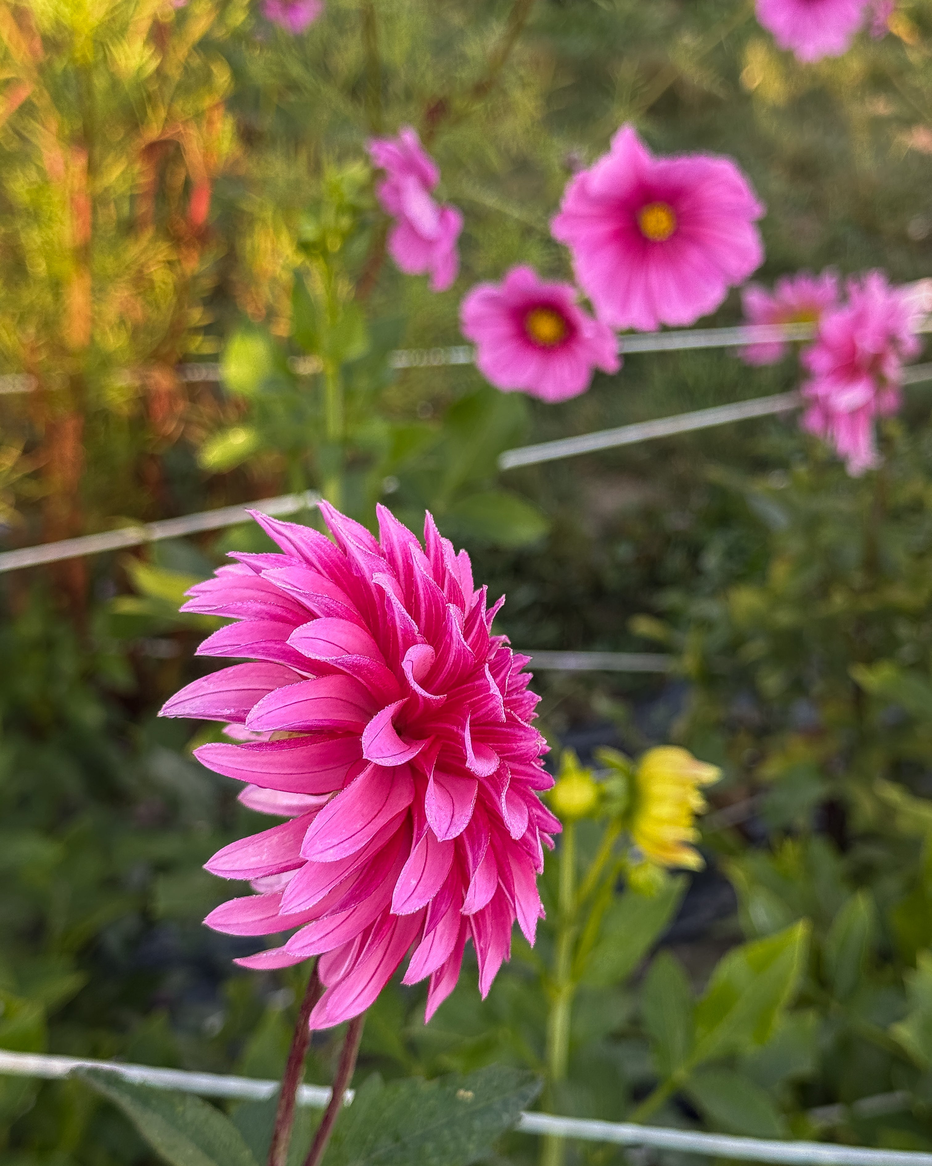Close-up of a bright pink flower with a blurred garden background