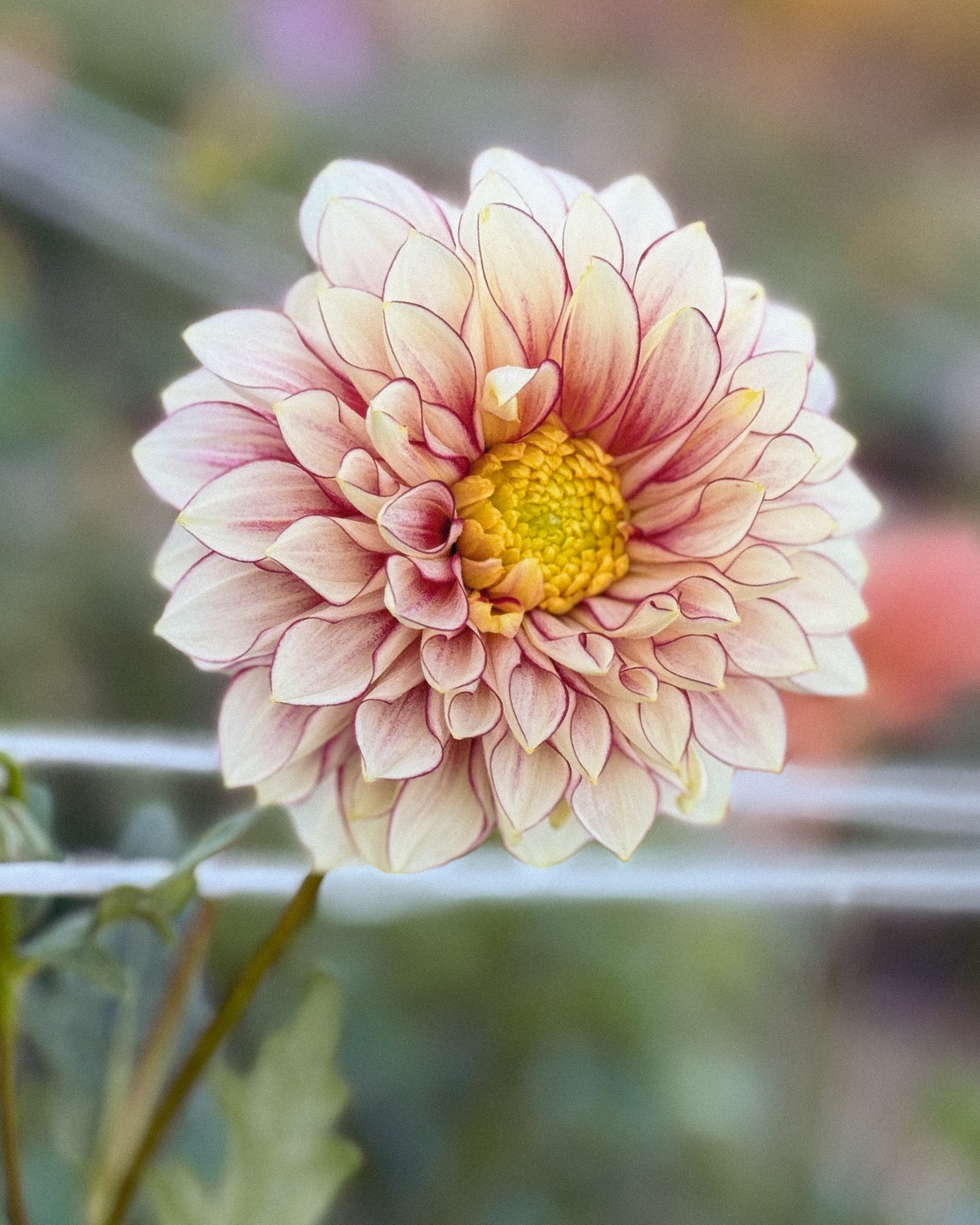 Close-up of a pink flower with a blurred natural background