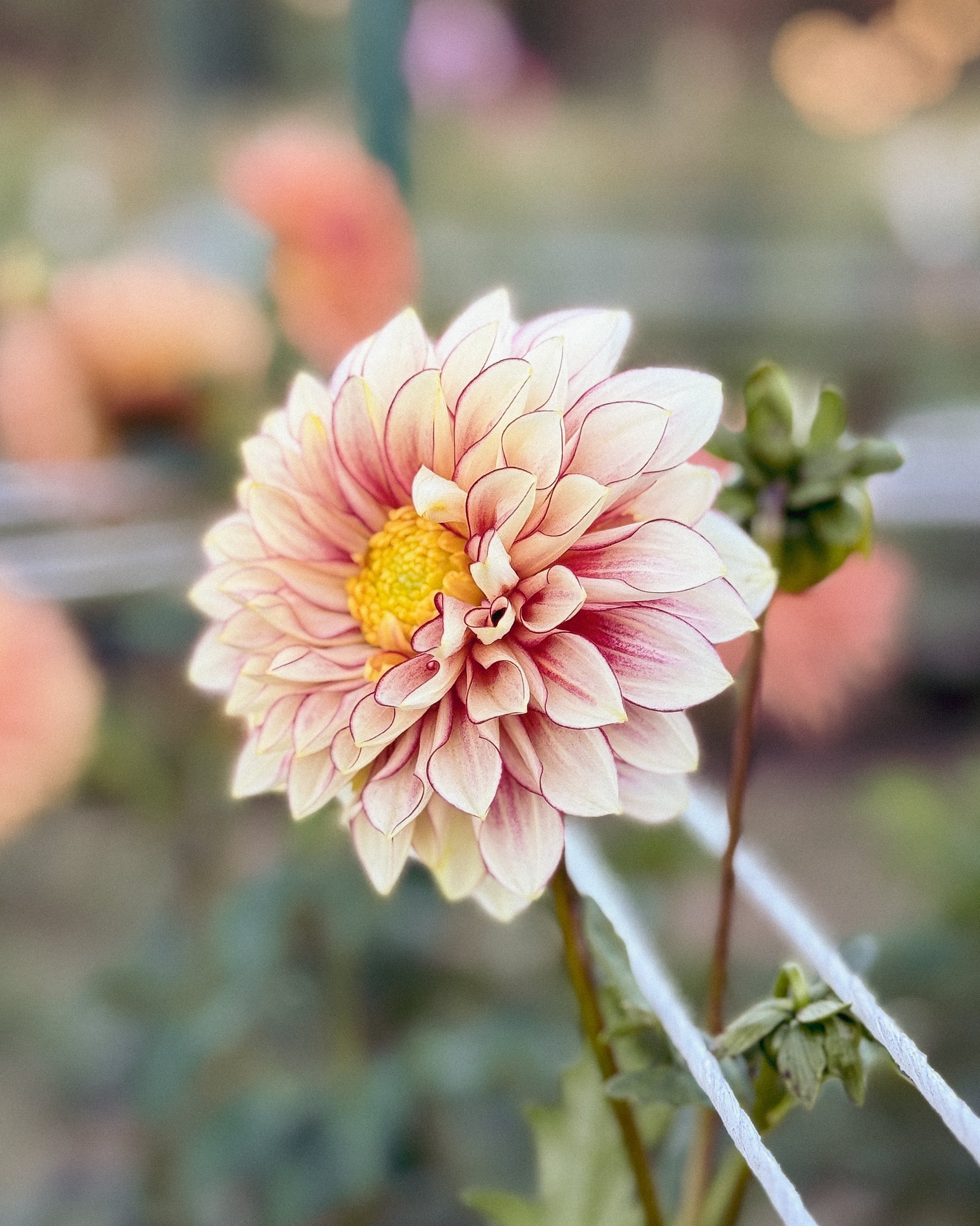 Pink flower with a blurred background