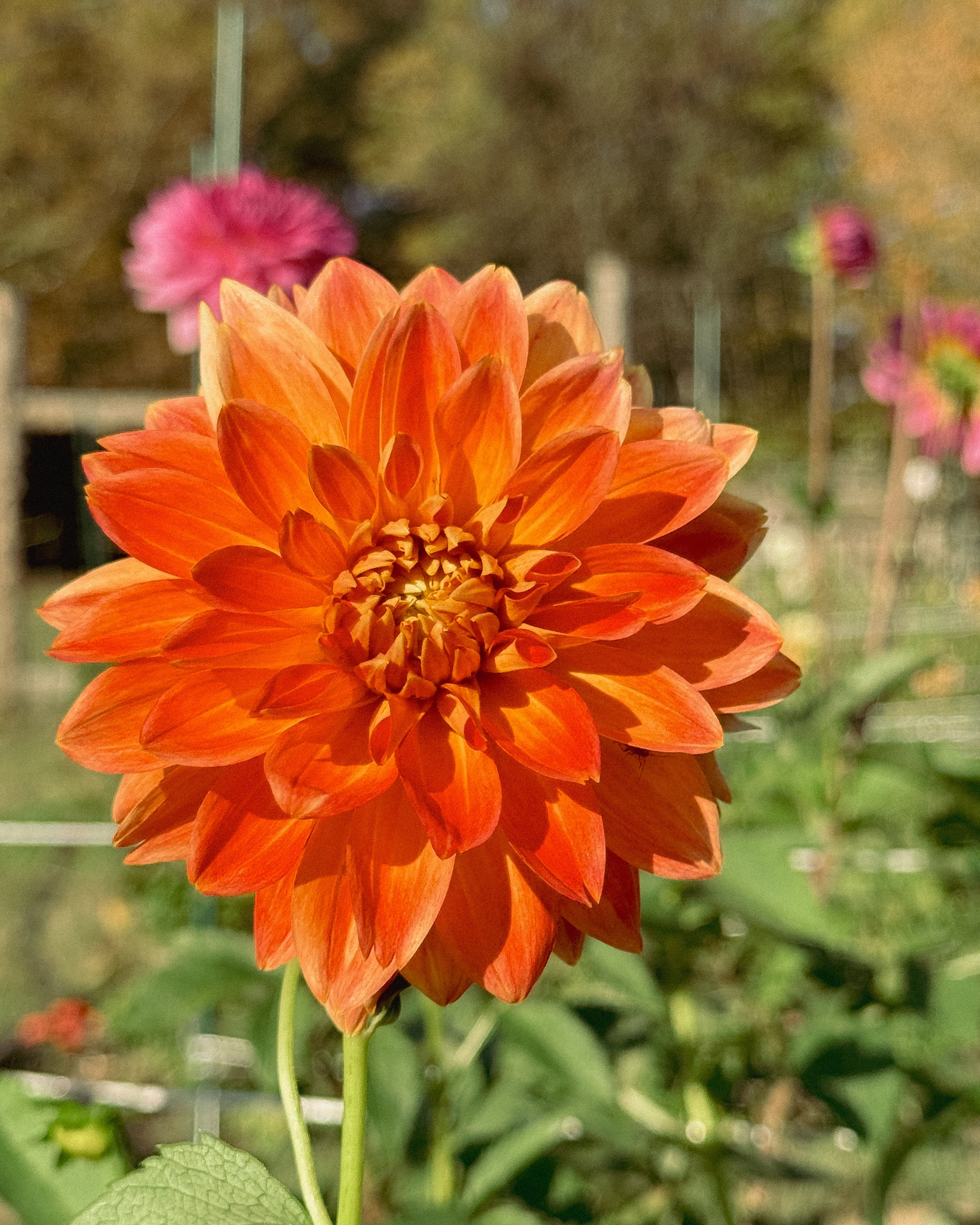 Orange dahlia flower in a garden with blurred background