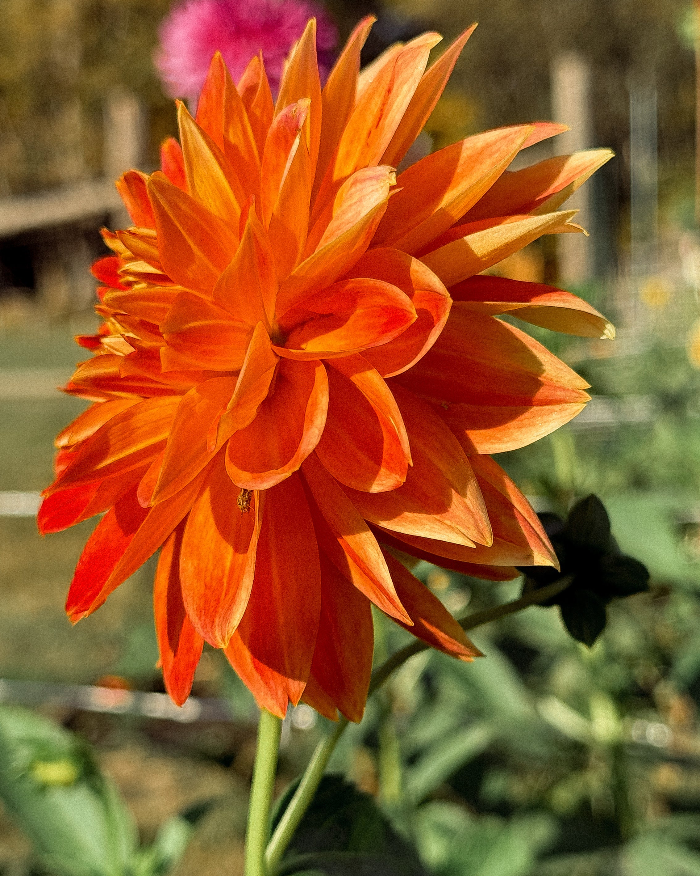 Orange dahlia flower with blurred green and pink background