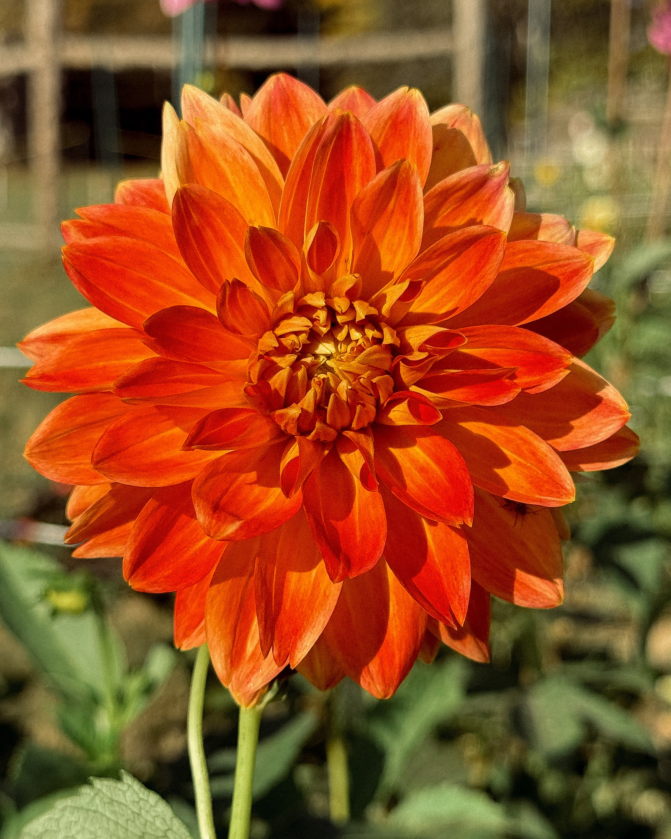 Orange dahlia flower with a blurred garden background