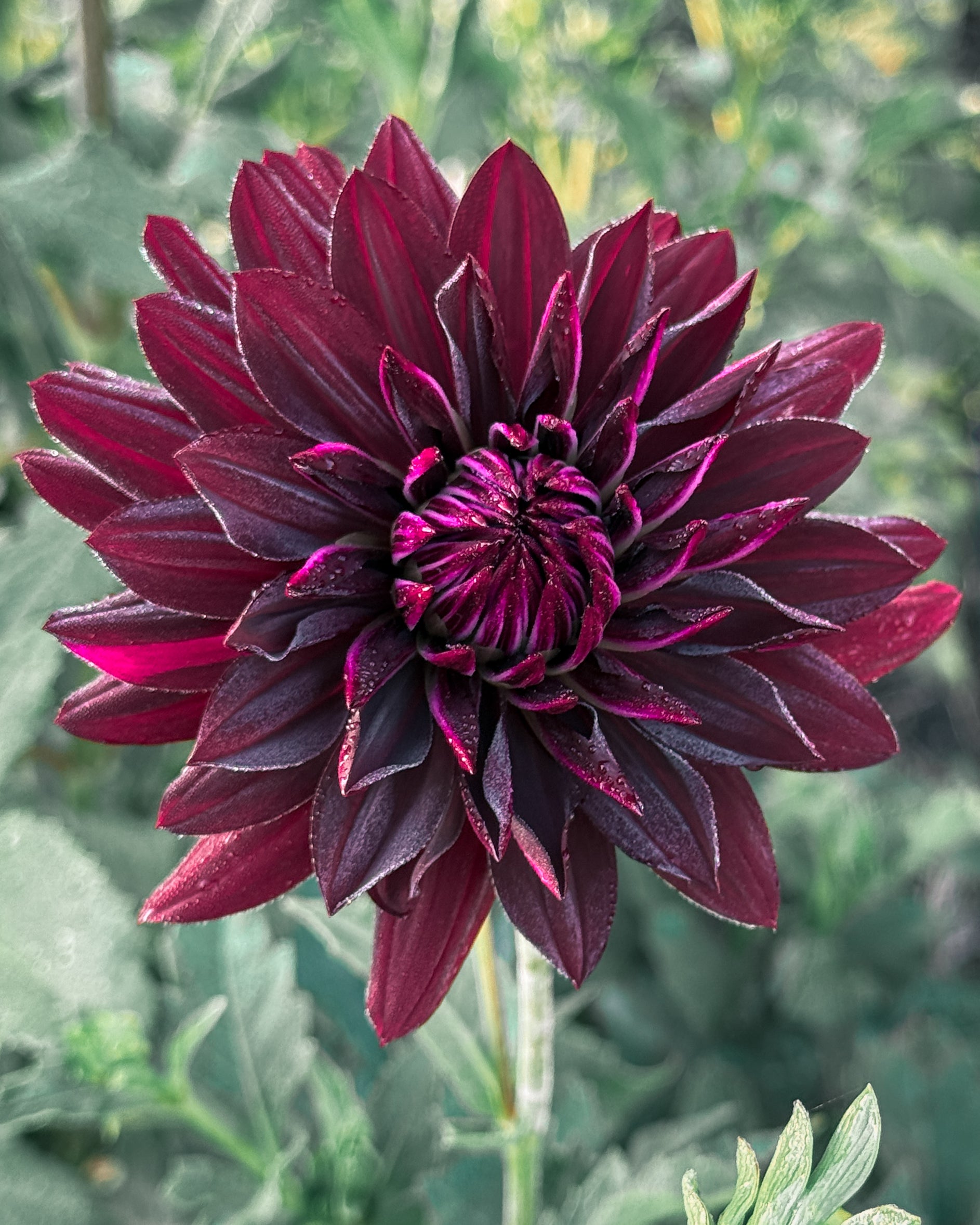 Close-up of a deep purple flower with a blurred green background
