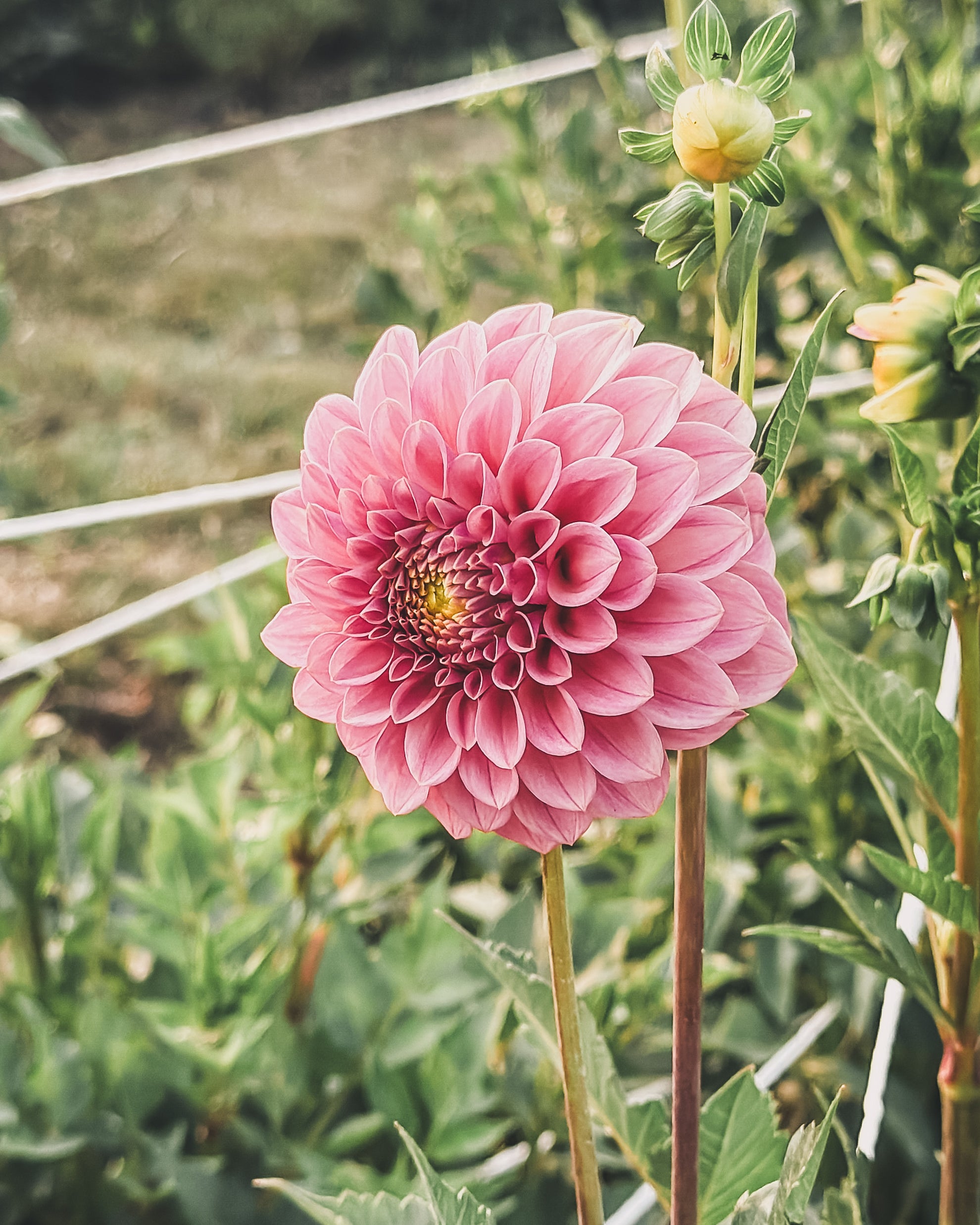 Pink flower with green leaves and stems in a garden setting