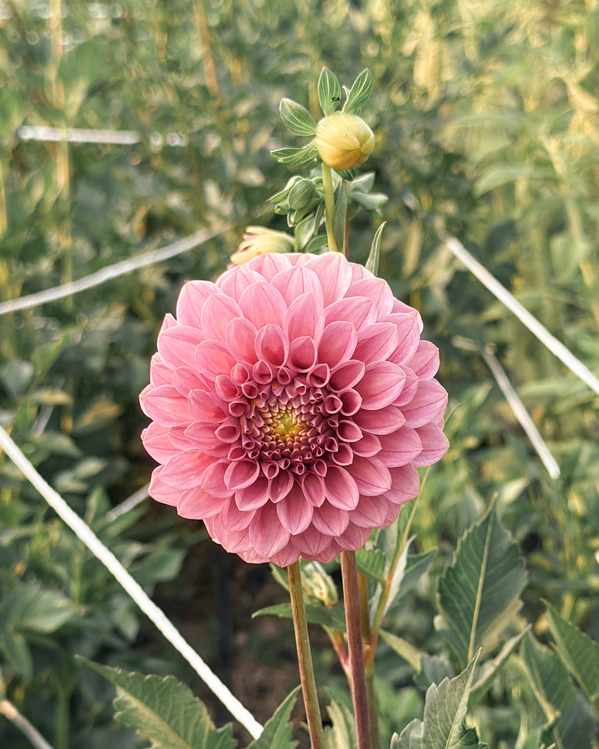 Pink flower with green leaves and stems in a natural setting