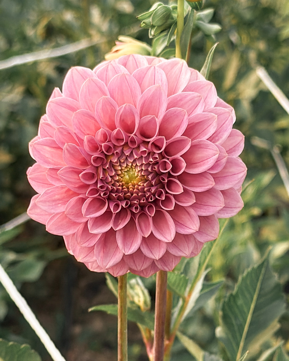 Pink flower with green leaves in the background