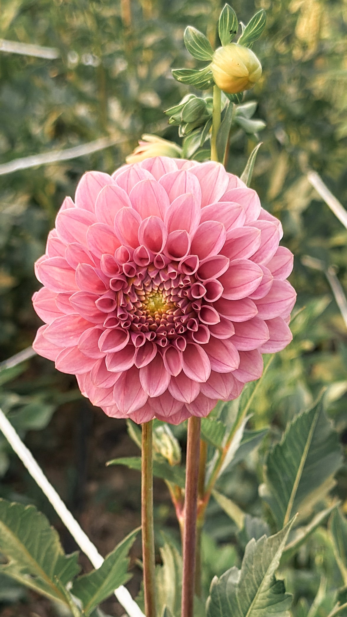 Pink flower with green leaves in the background