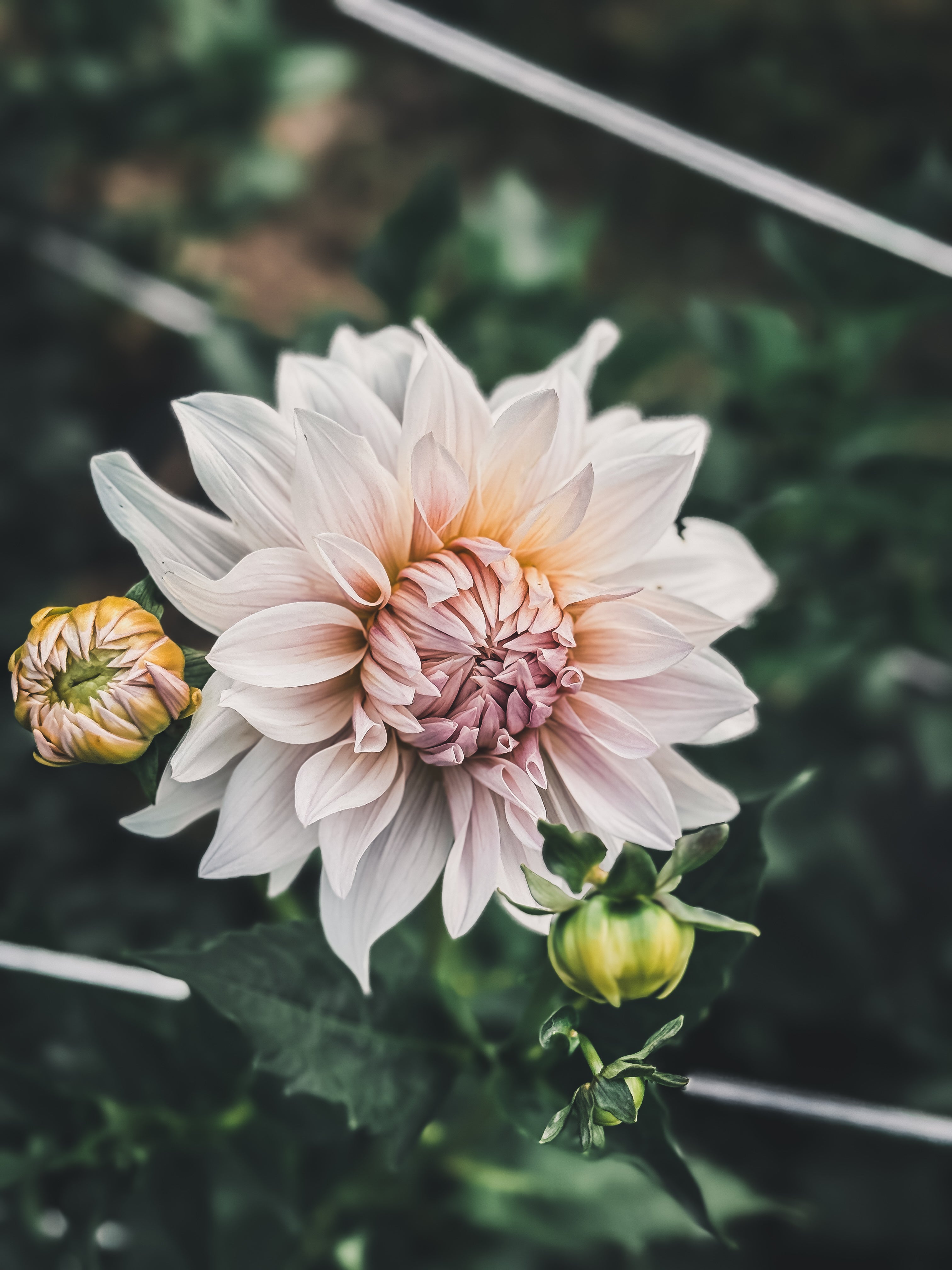 Close-up of a pink flower with green leaves in the background