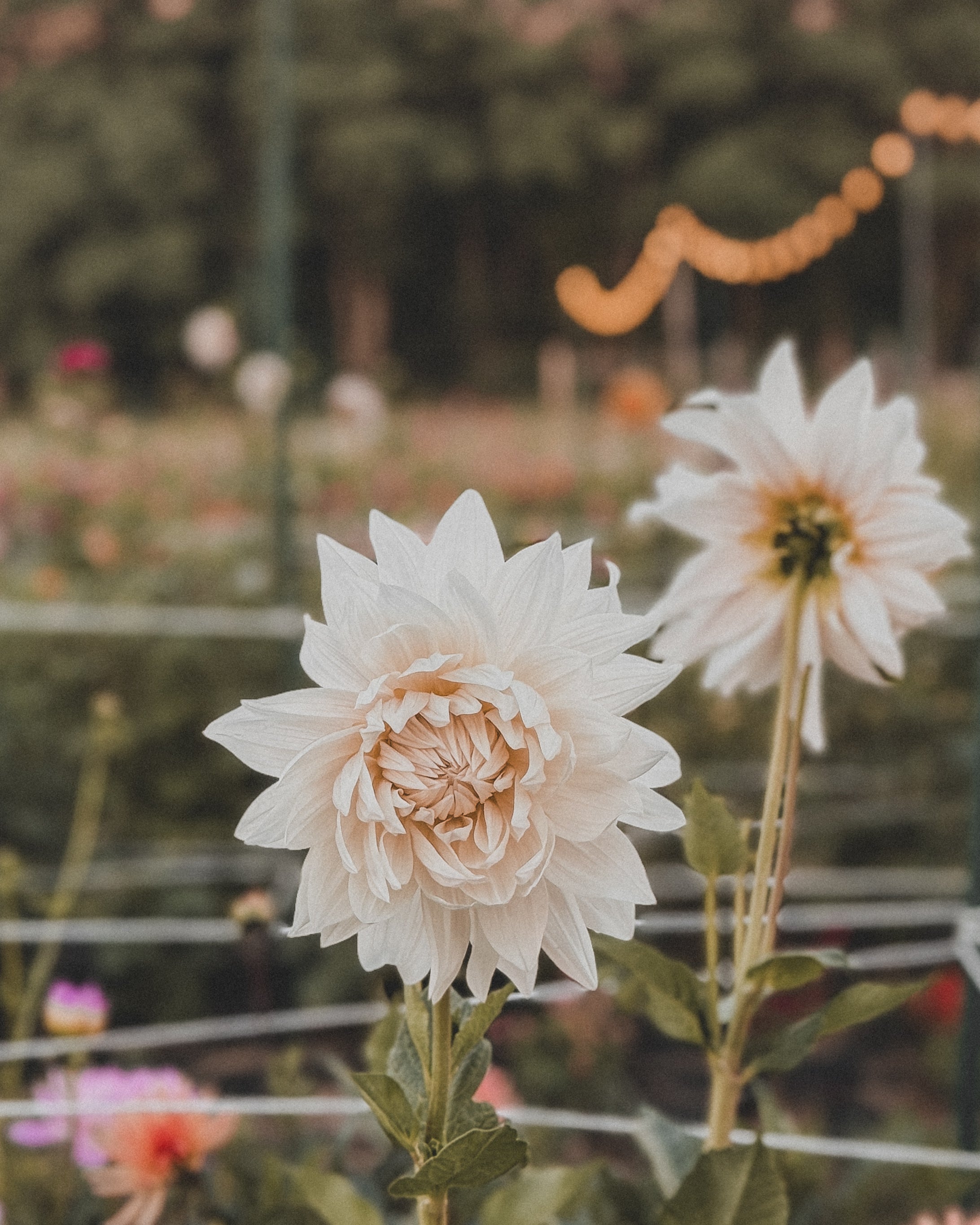 Close-up of a white flower with a blurred background of greenery and lights.