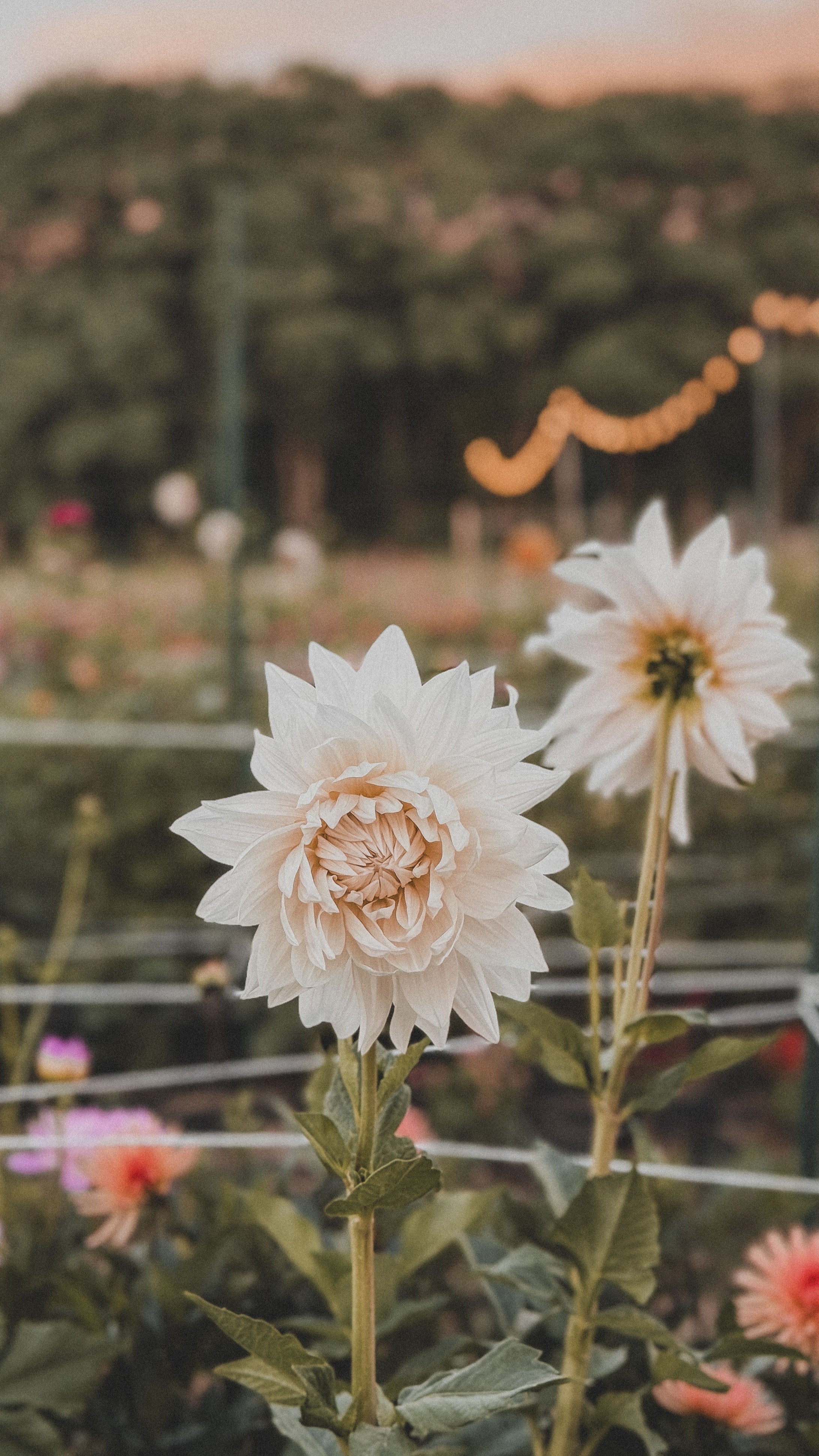 Close-up of a white flower with a blurred background of greenery and lights.