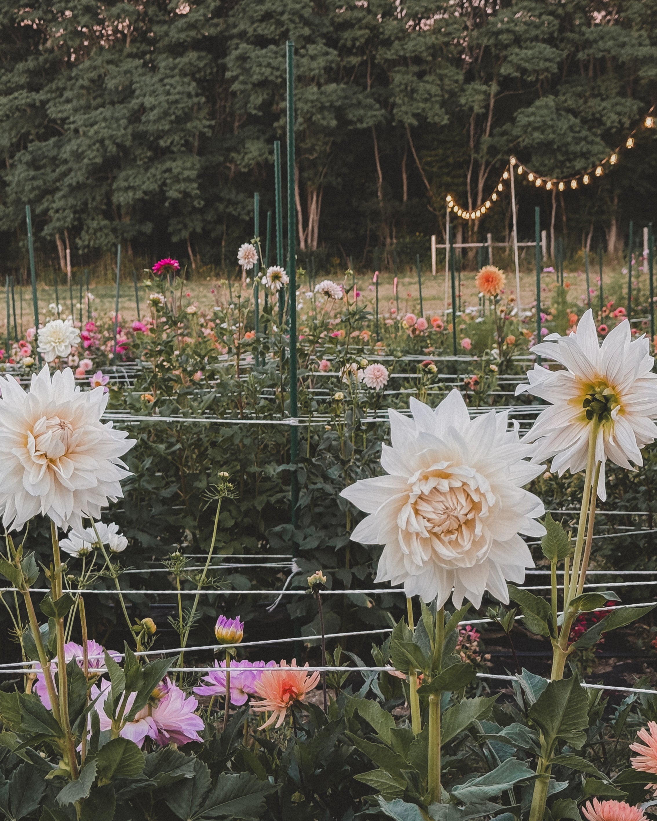 Garden with large white flowers and string lights in the background