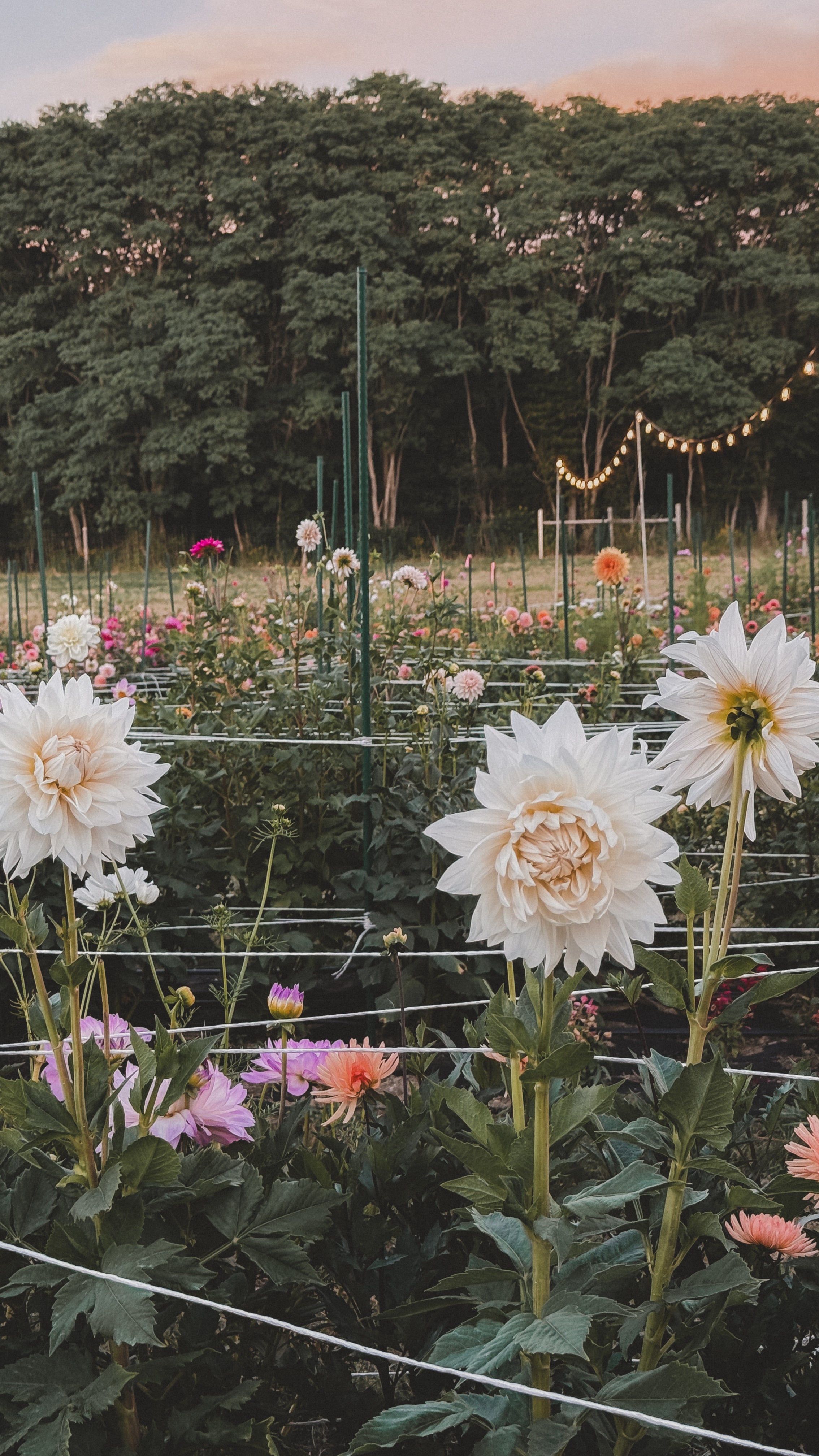 Garden with large white flowers and string lights in the background