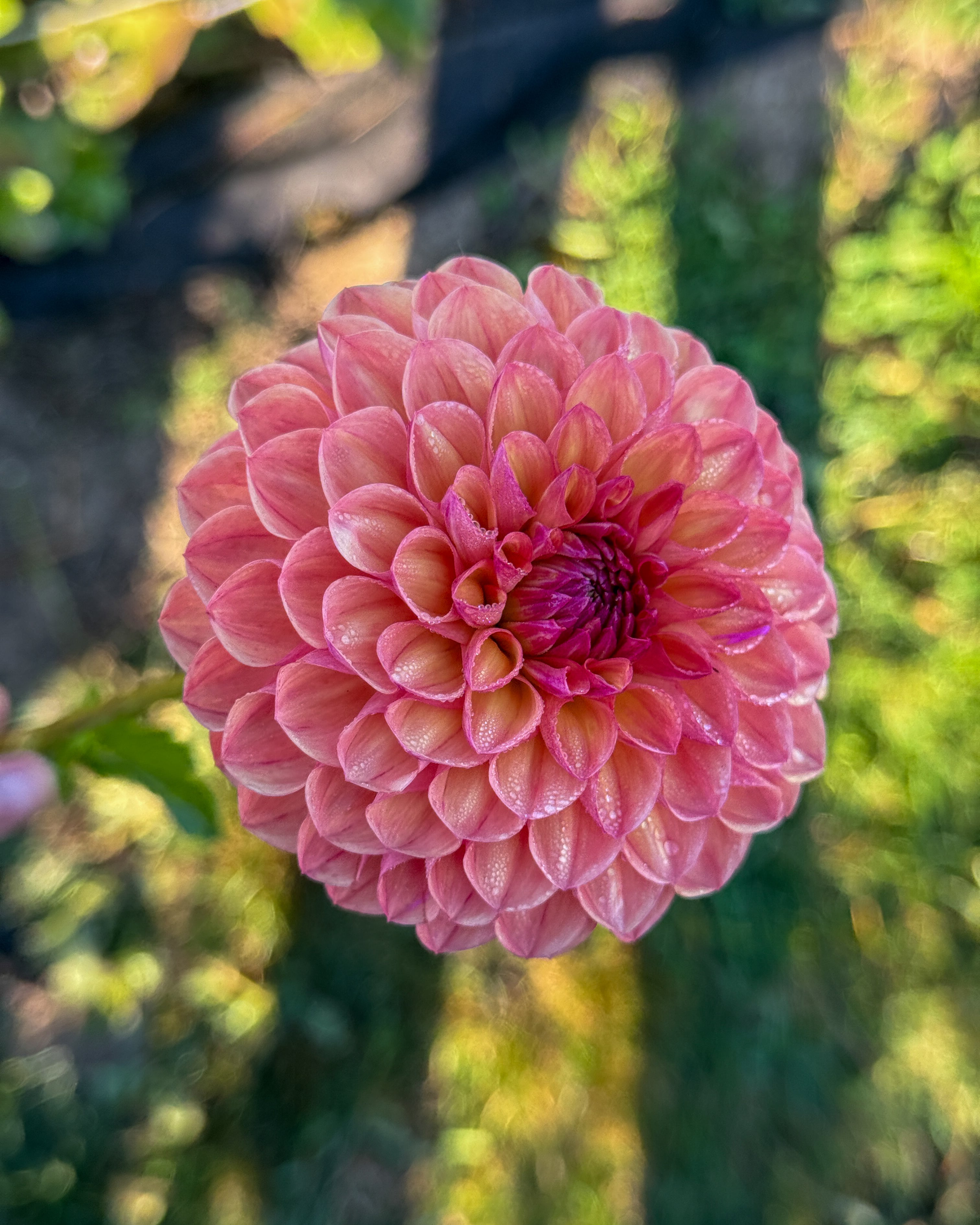 Close-up of a pink flower with a blurred green background