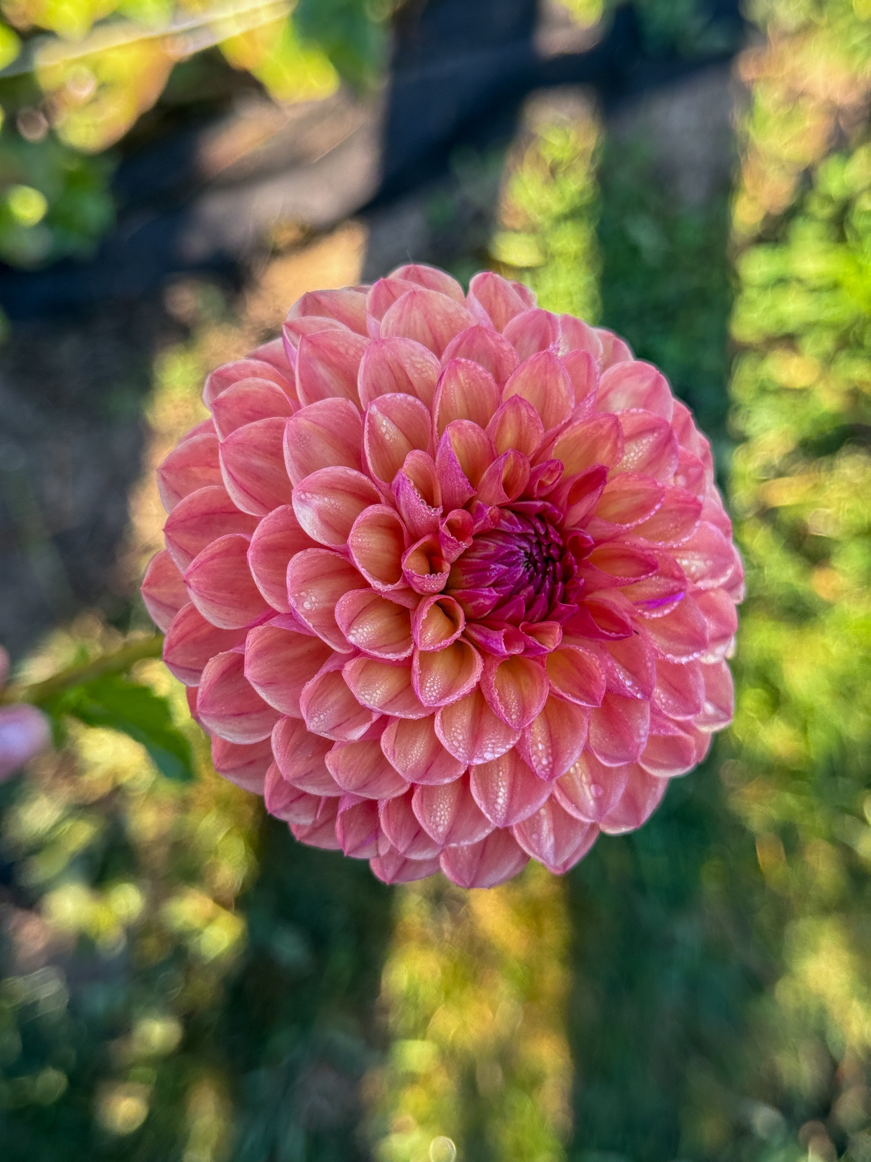 Close-up of a pink flower with a blurred green background