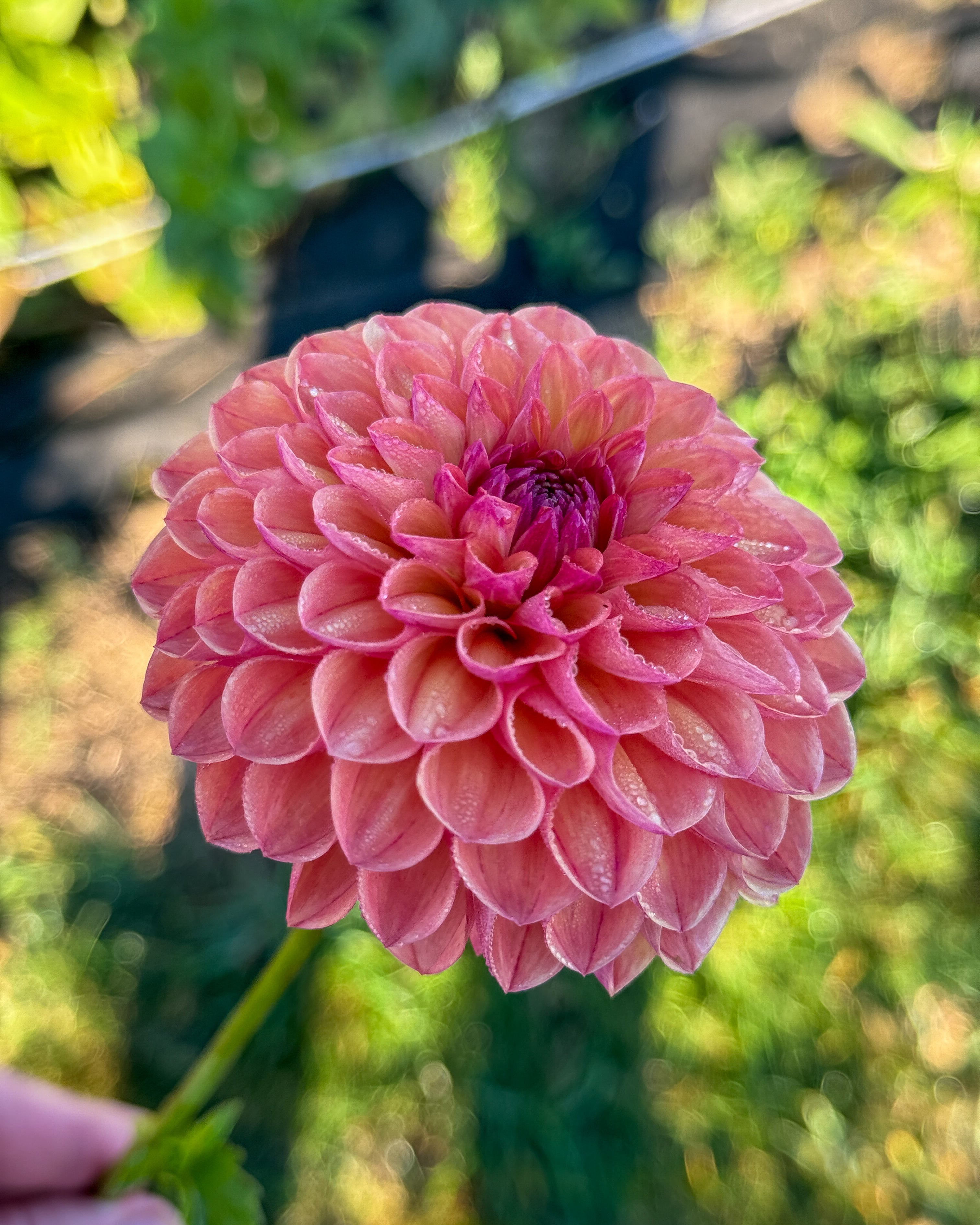 Close-up of a pink flower with a blurred green background
