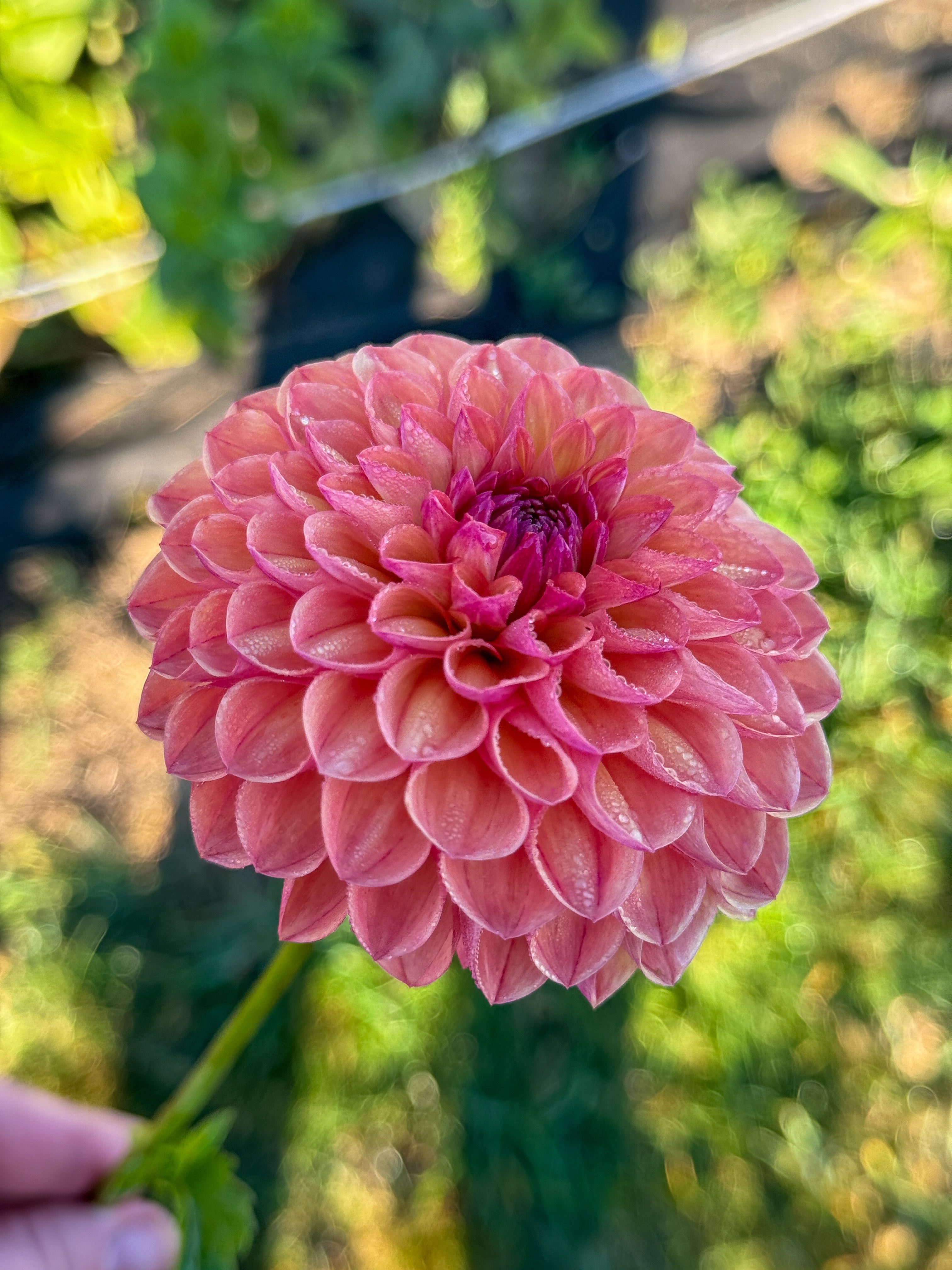 Close-up of a pink flower with a blurred green background