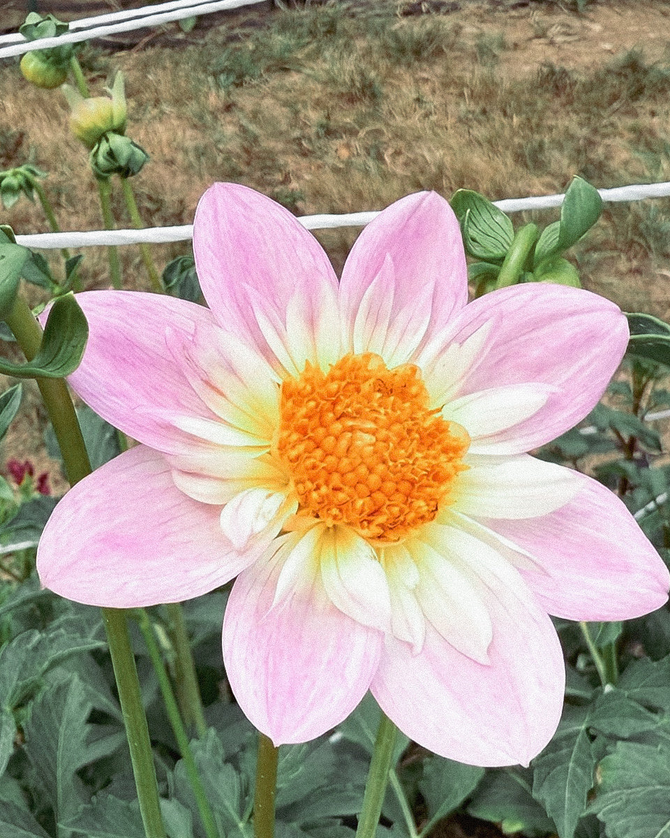 Pink and yellow flower in a garden setting