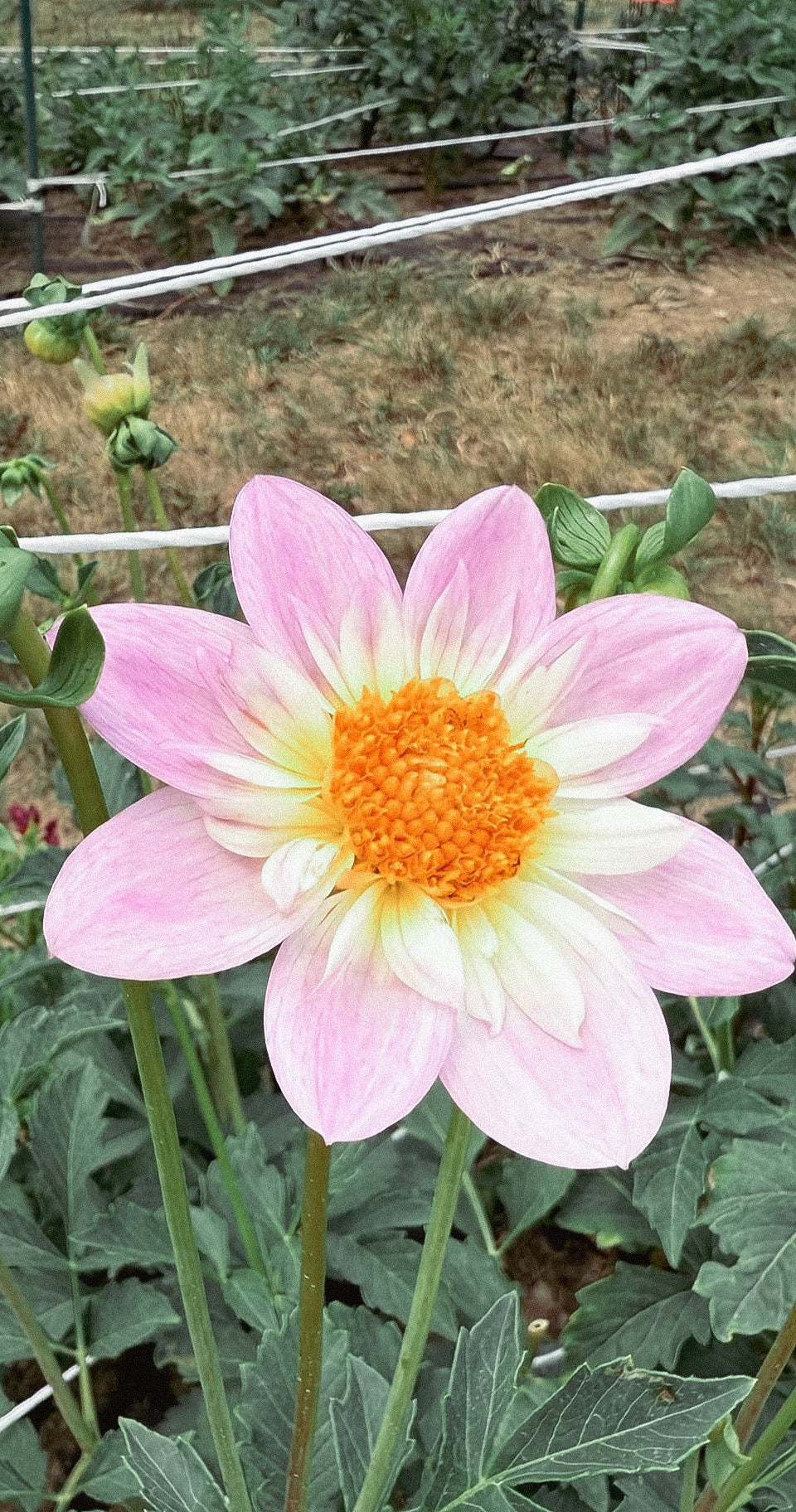 Pink and yellow flower in a garden setting