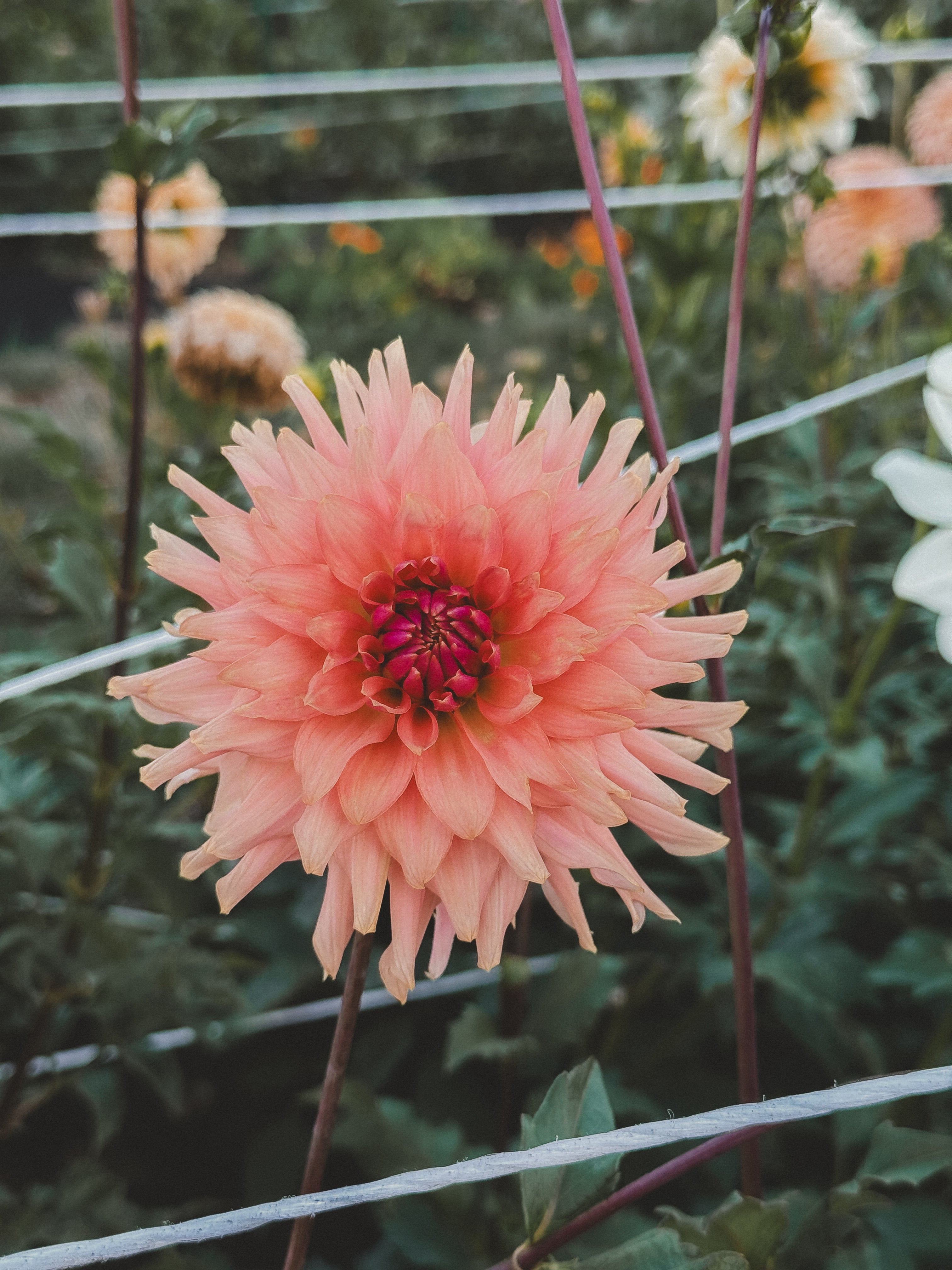 Pink flower with a blurred garden background
