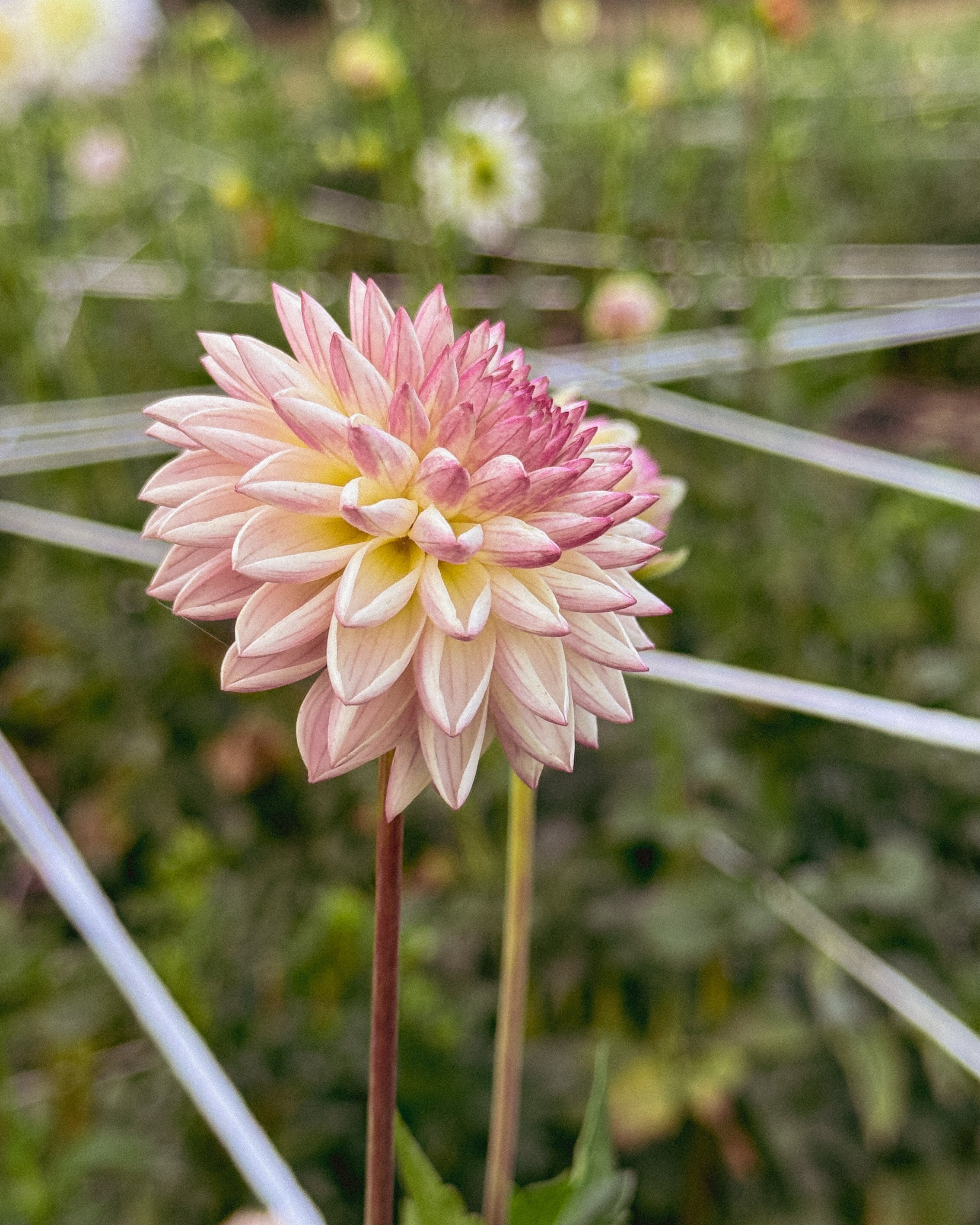 Pink flower with a blurred garden background