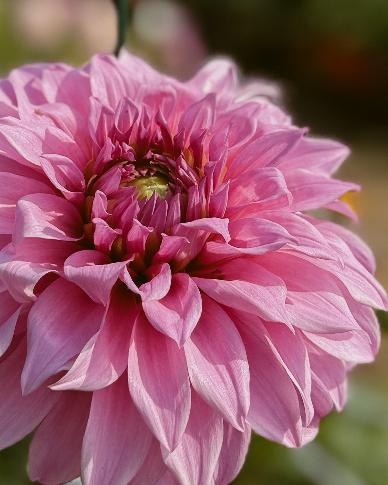 Close-up of a pink flower with a blurred background