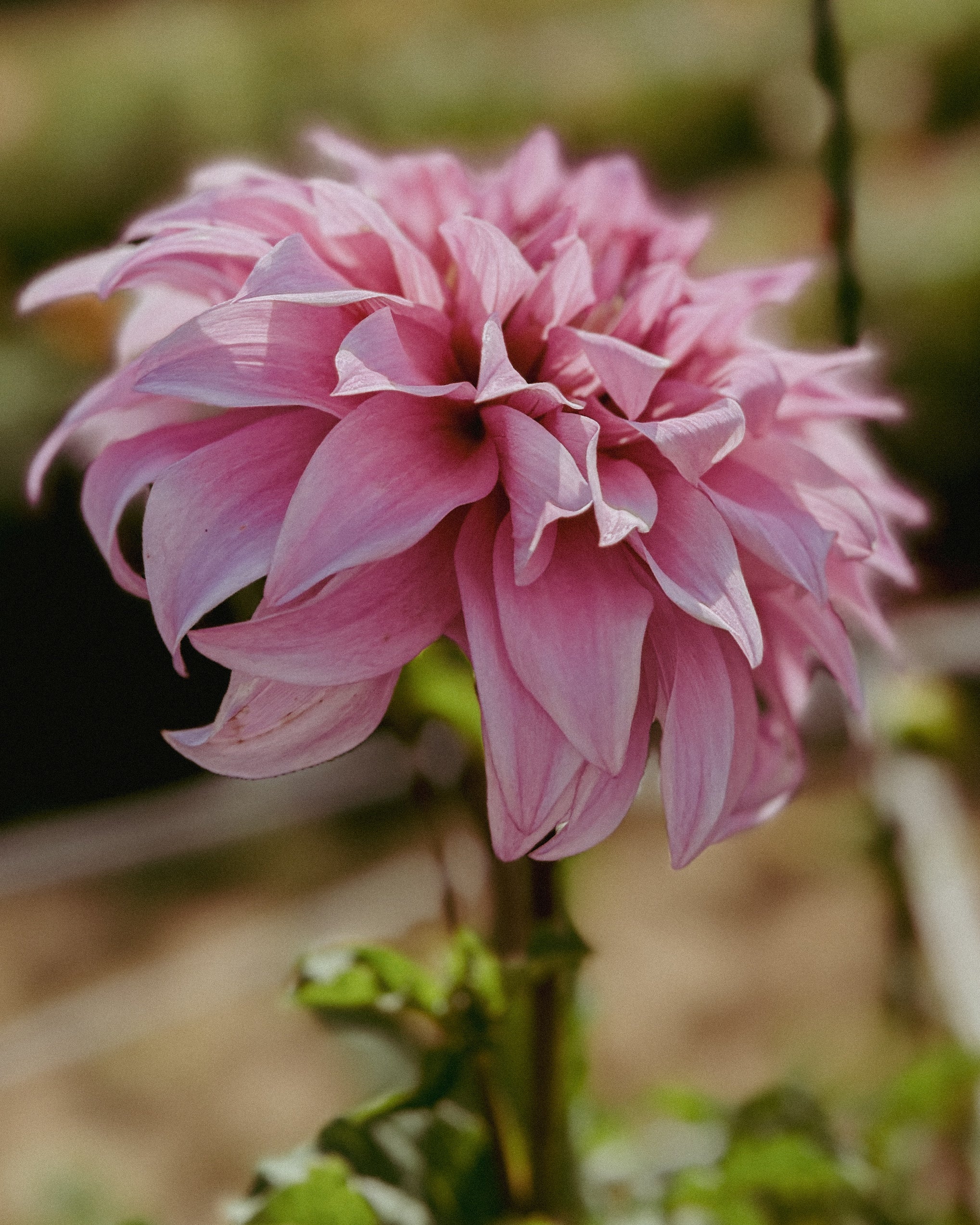 Pink flower with a blurred natural background