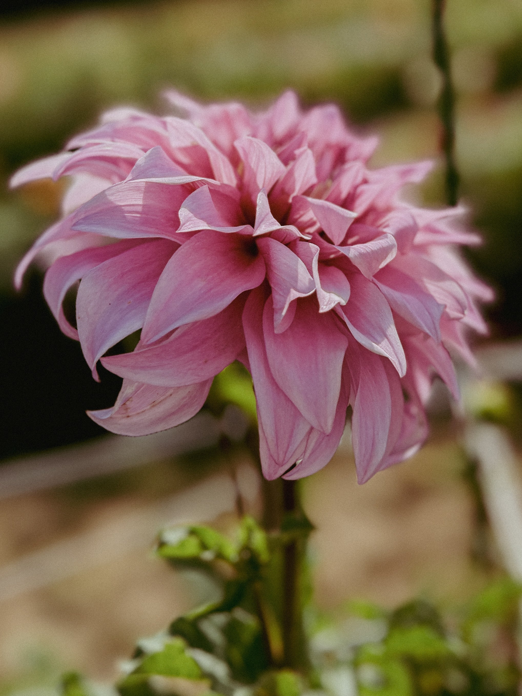 Pink flower with a blurred natural background
