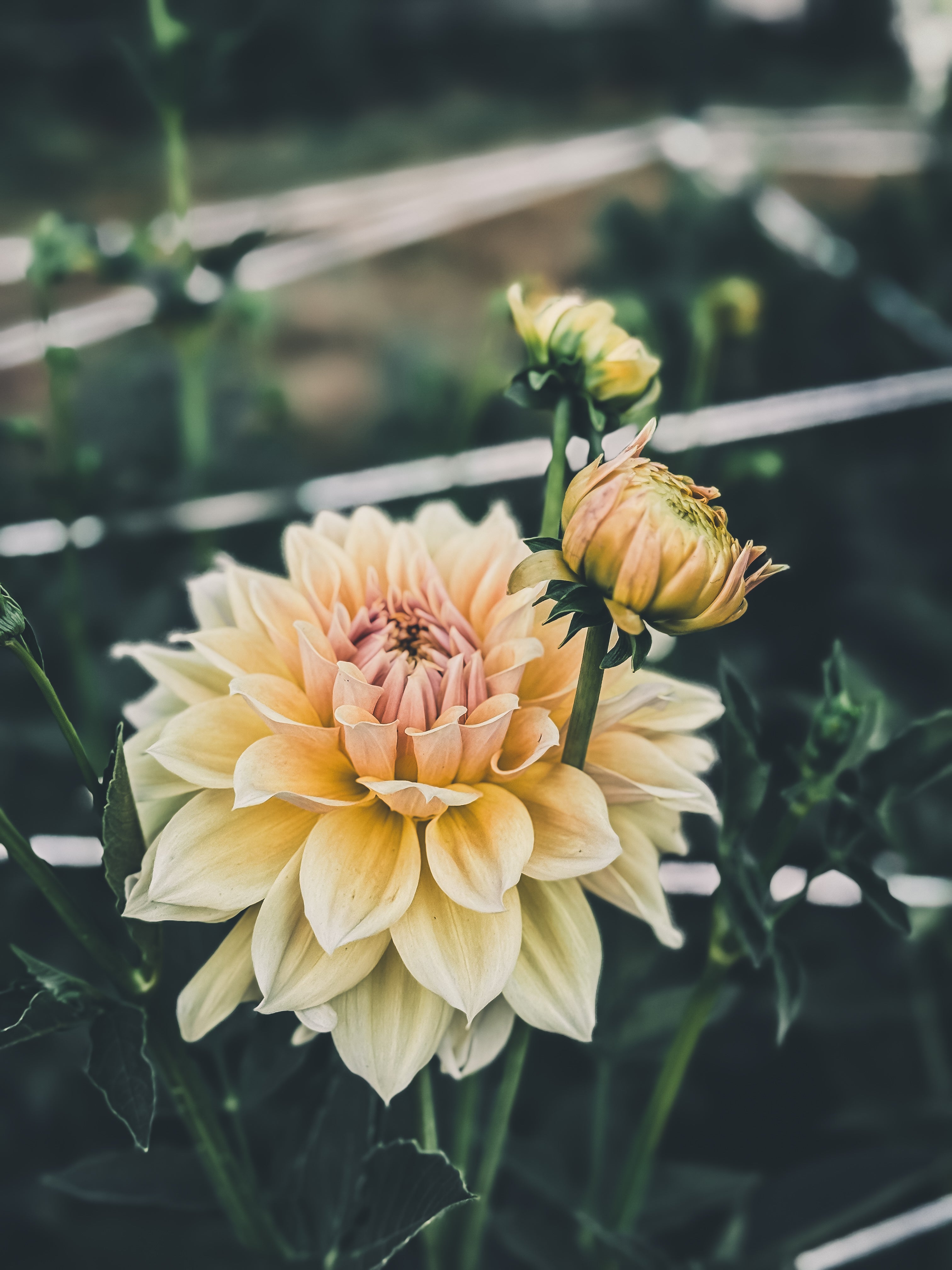 Large peach-colored flower with a smaller bud on a dark background