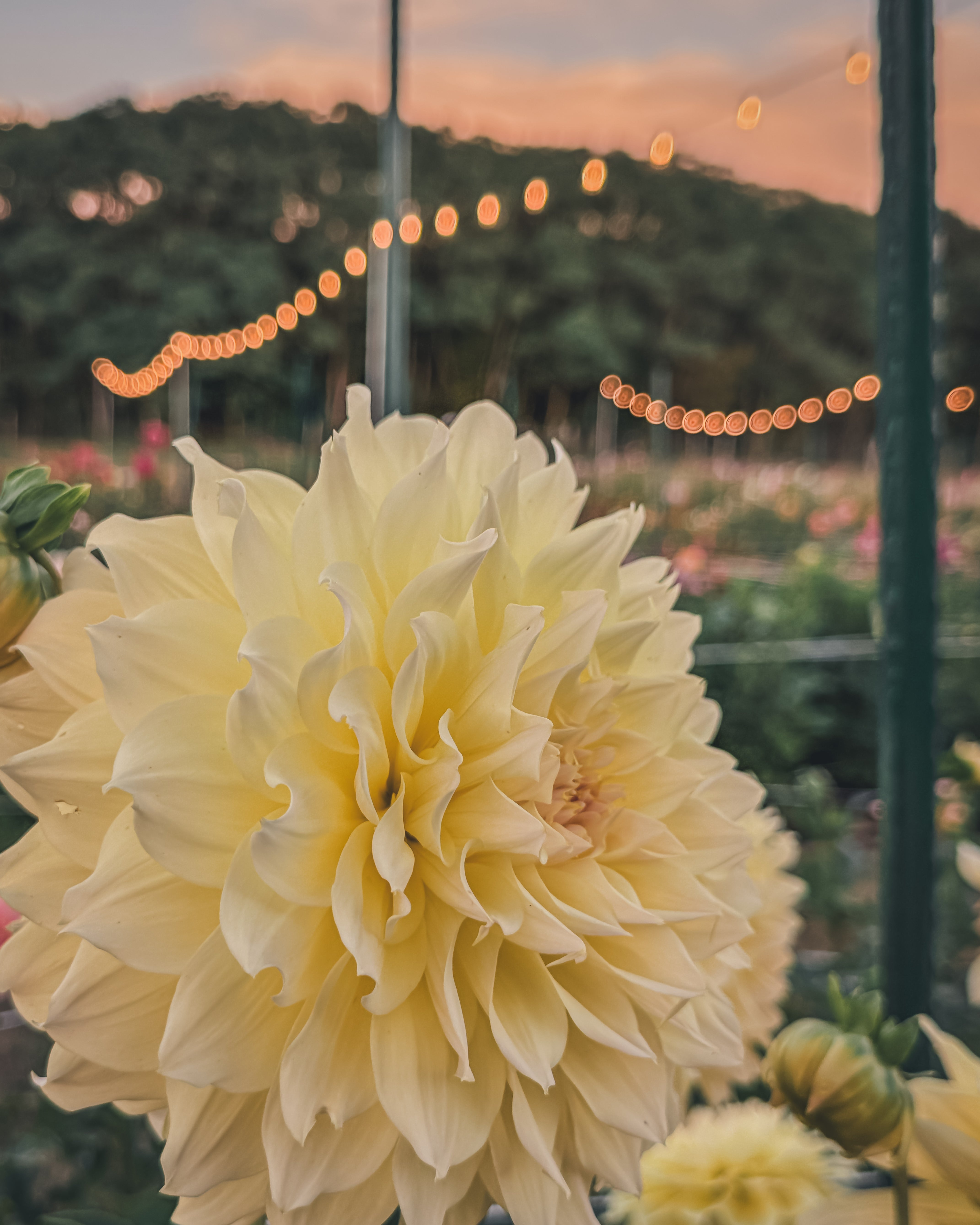 Large yellow flower with a blurred garden and string lights in the background