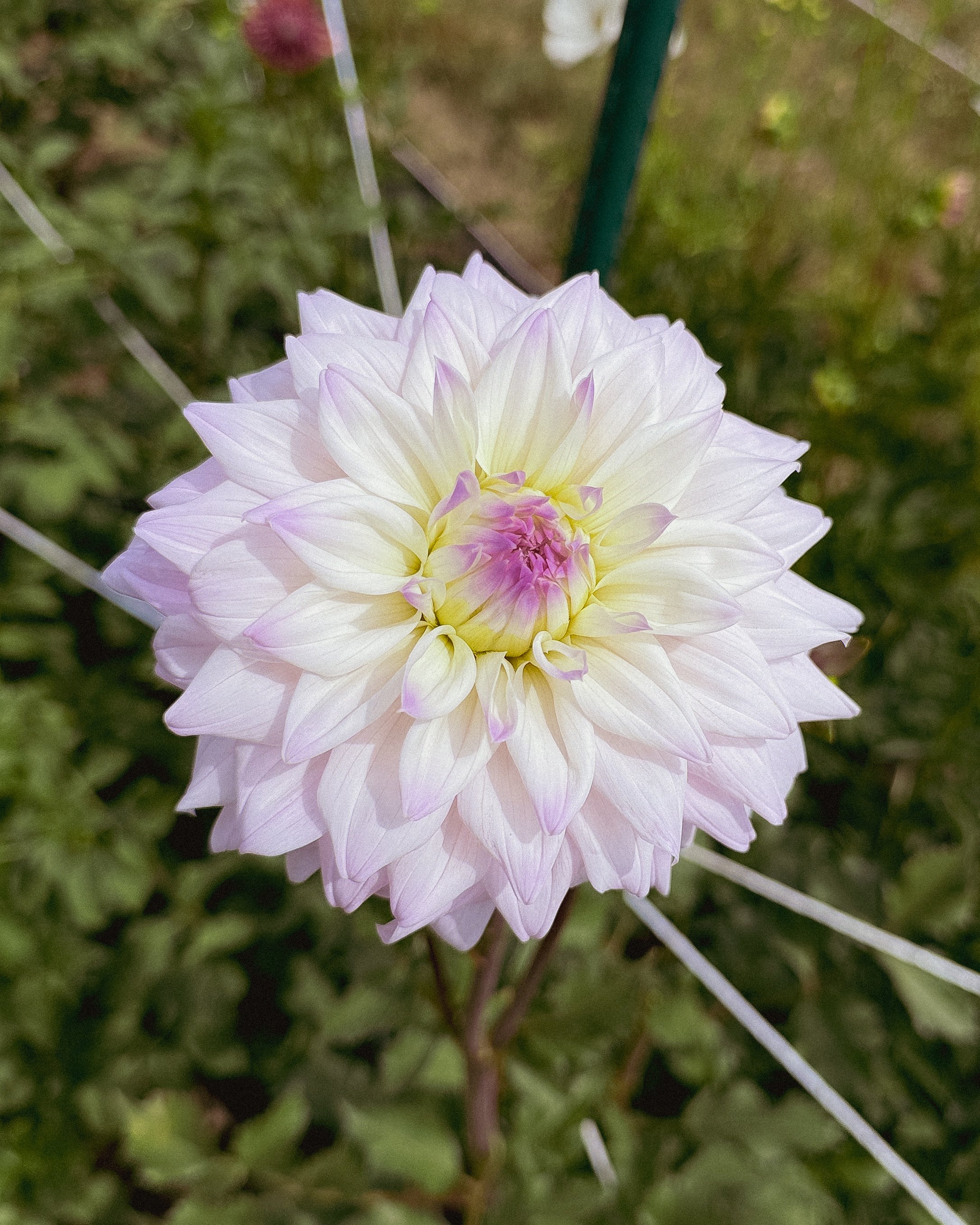 Pink flower with a green plant in the background