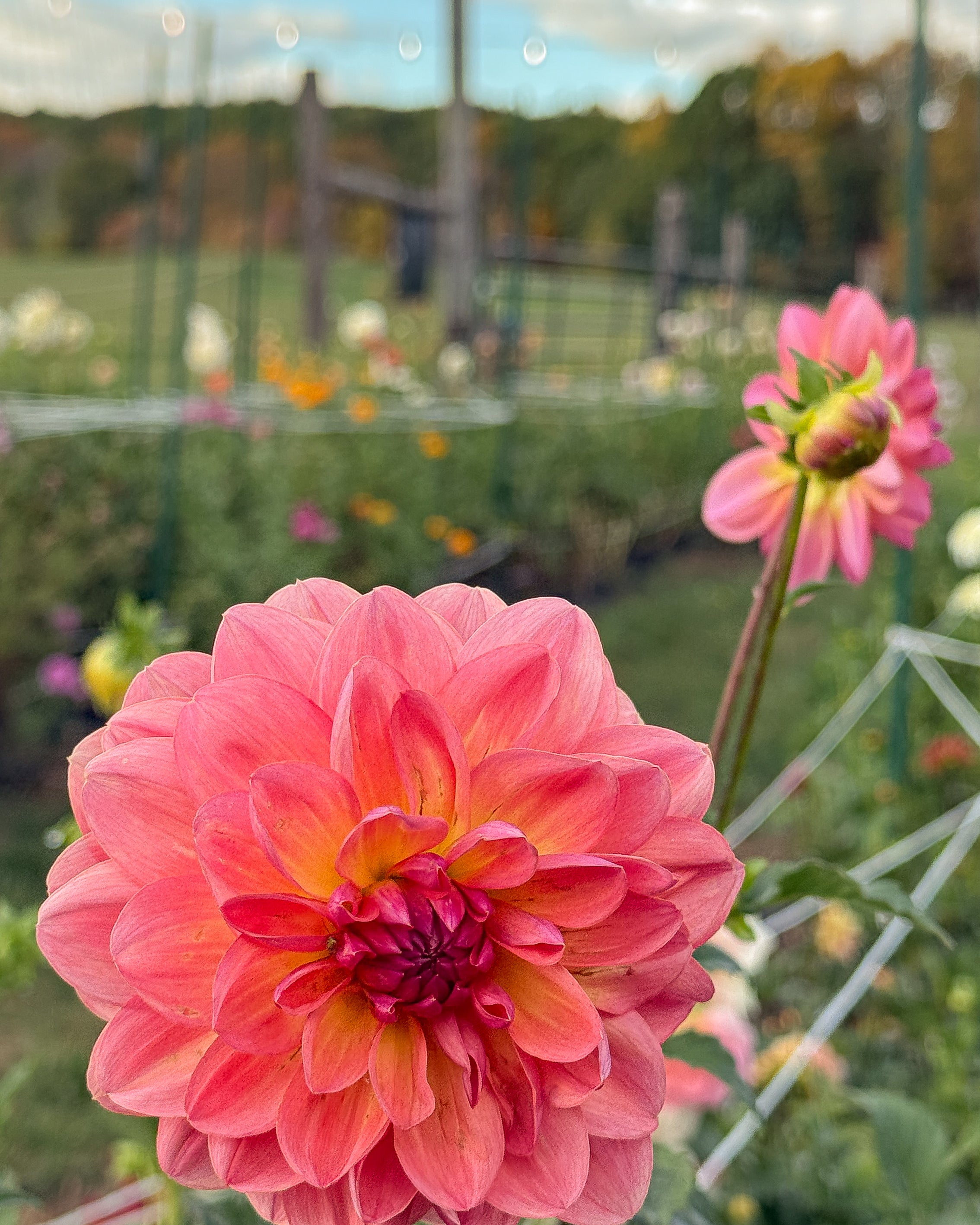 Pink dahlia flower in a garden with blurred background